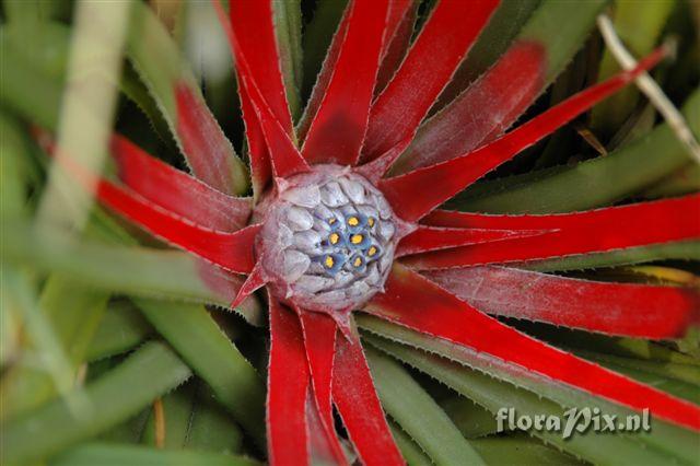 Fascicularia bicolor