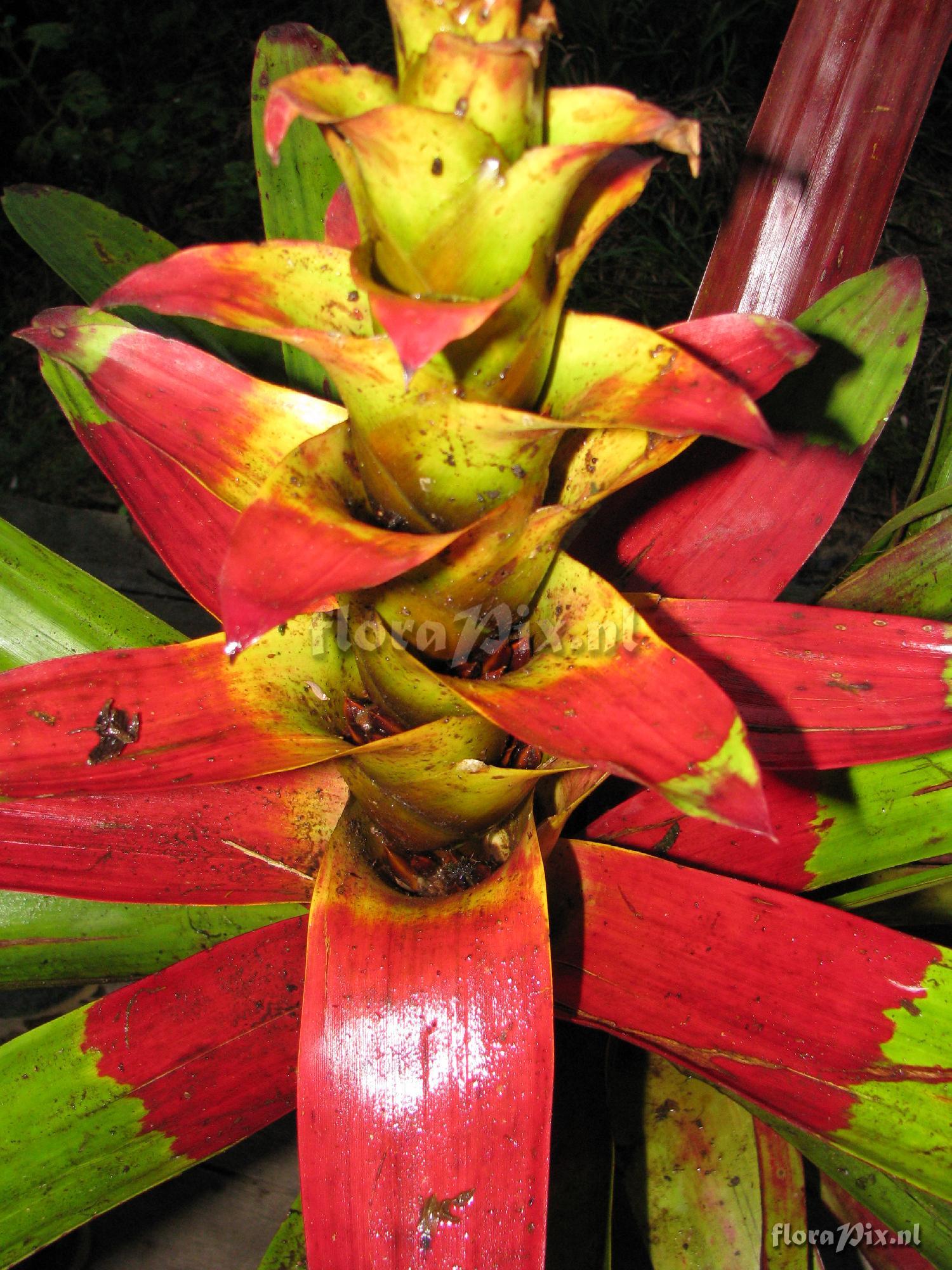 Guzmania squarrosa