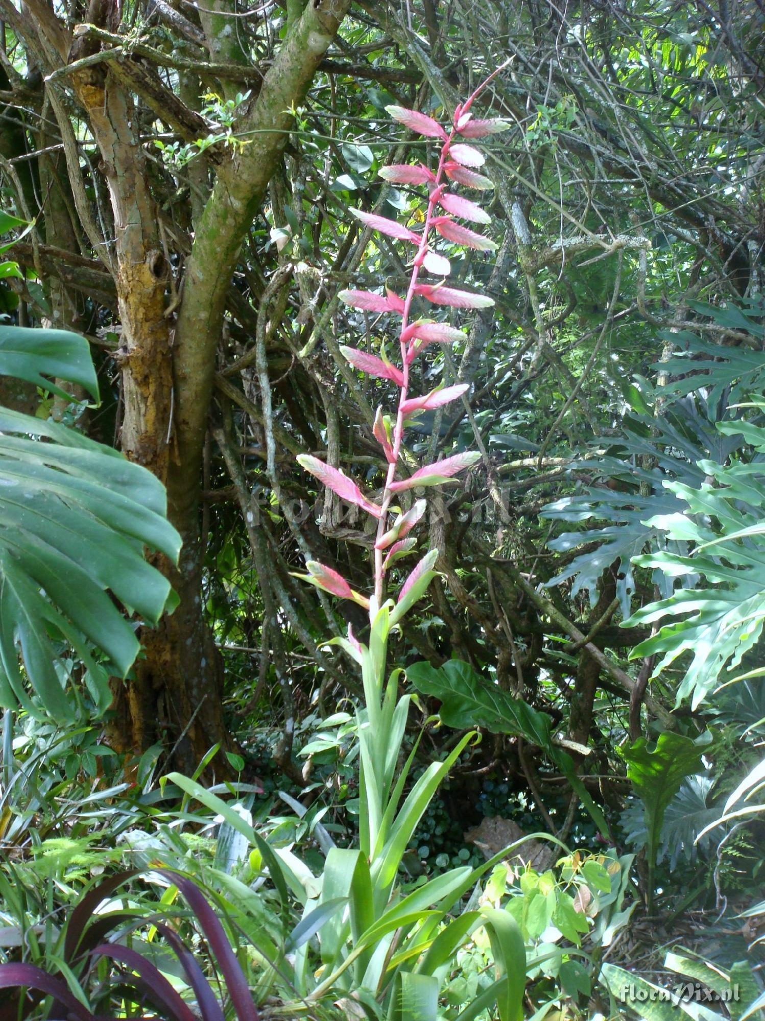 Tillandsia aff. fendleri