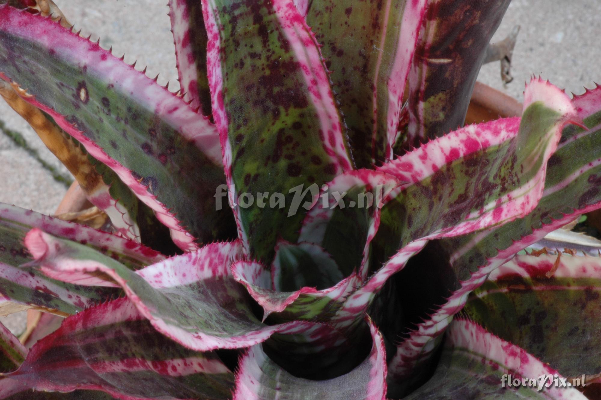 Aechmea orlandiana var. Ensign