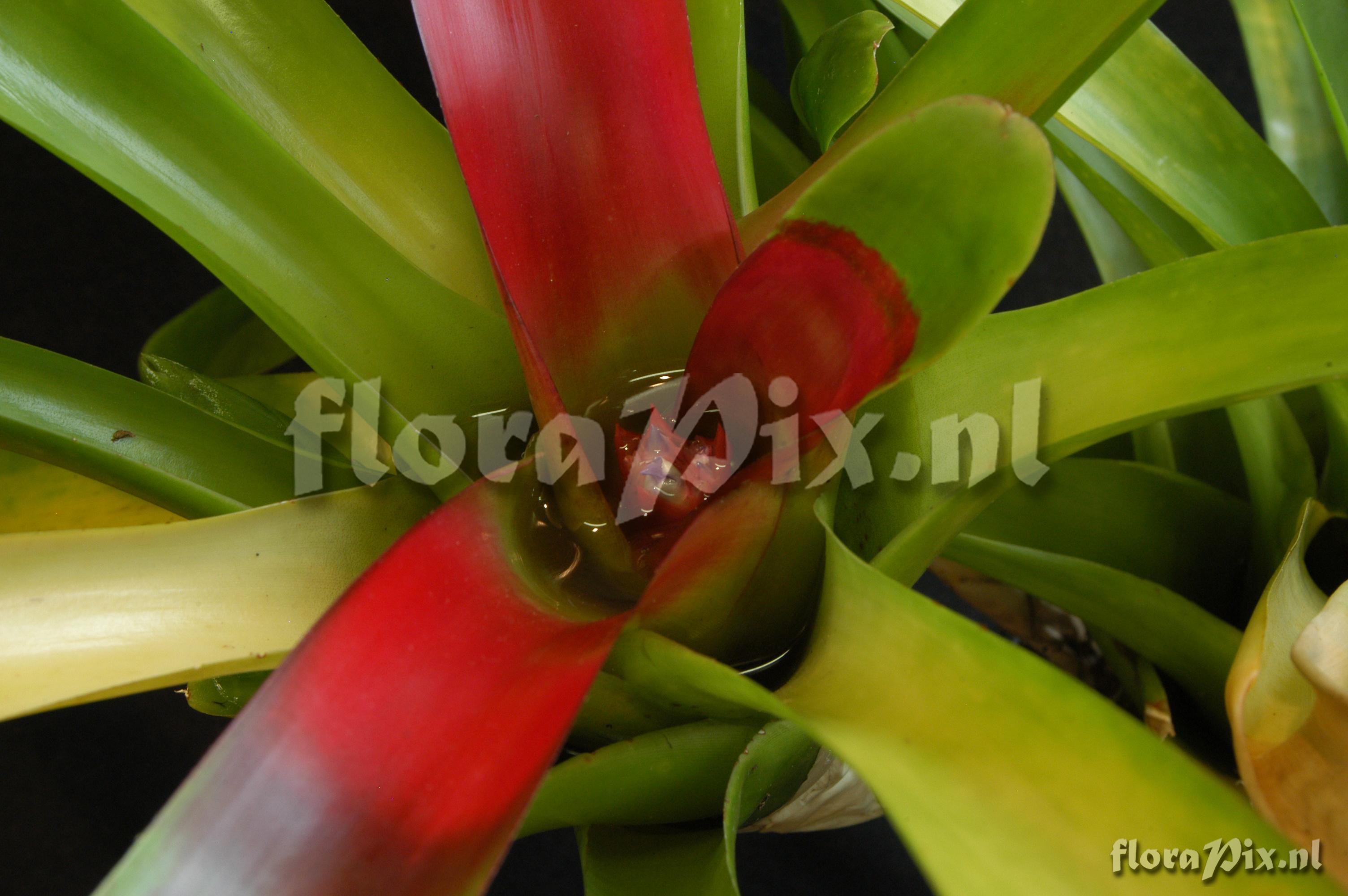 Neoregelia schubertii