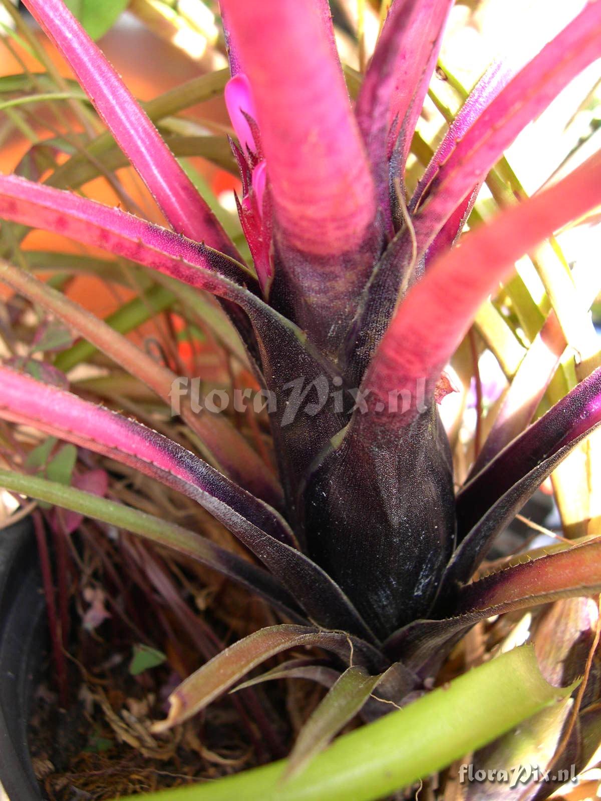 Aechmea recurvata var. ortgiesii