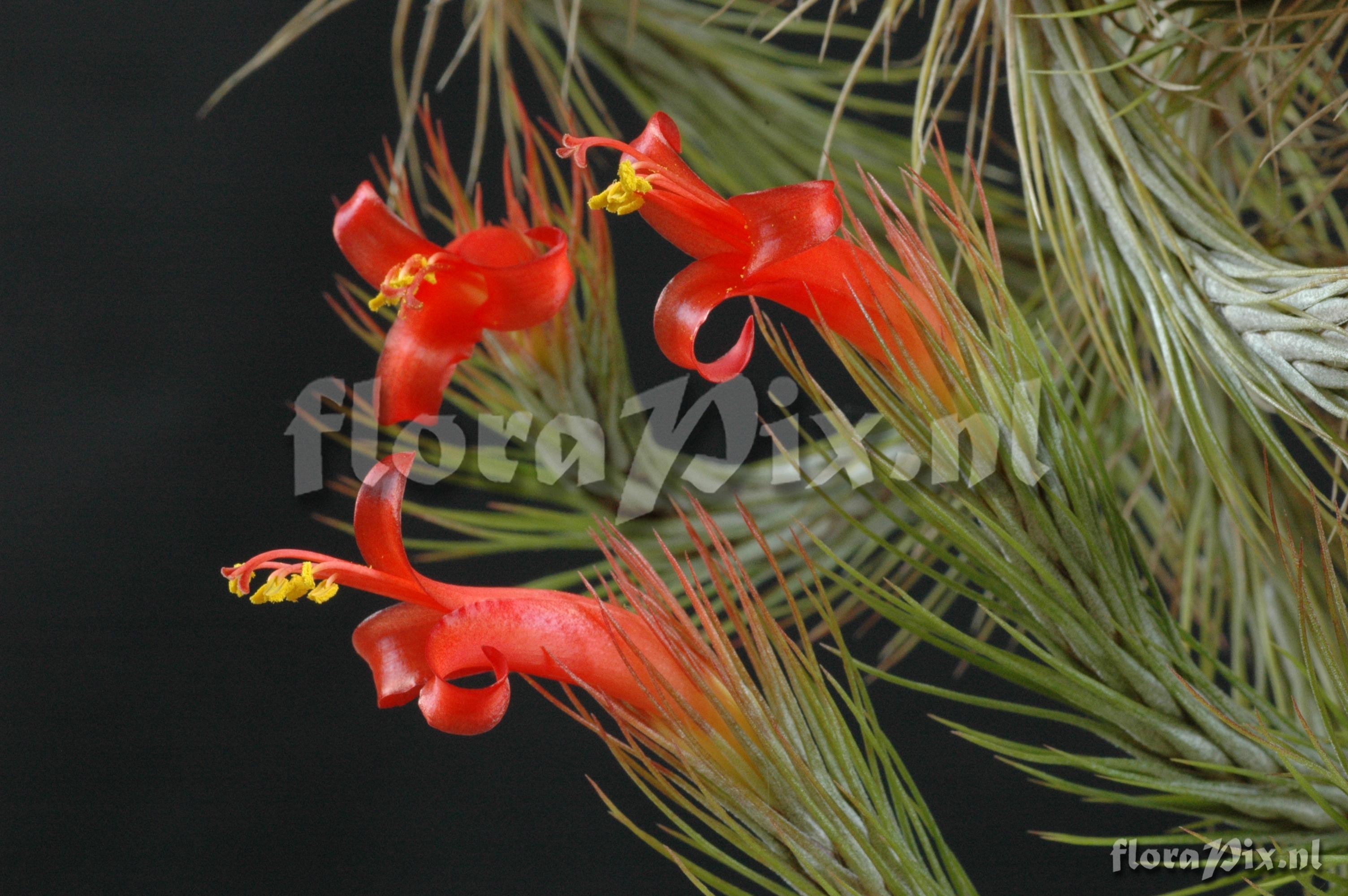 Tillandsia funckiana