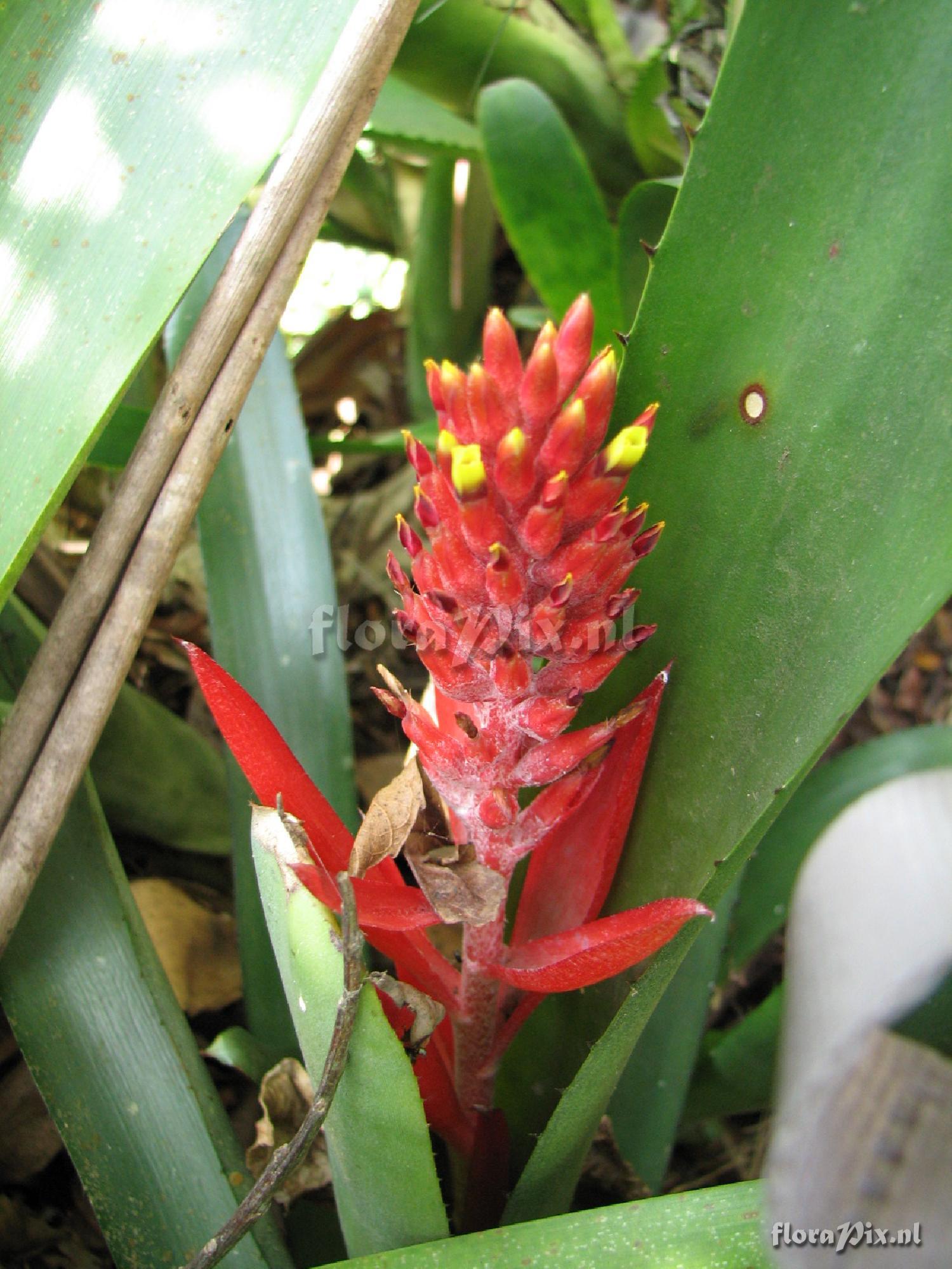 Aechmea nudicaulis var. aureorosea