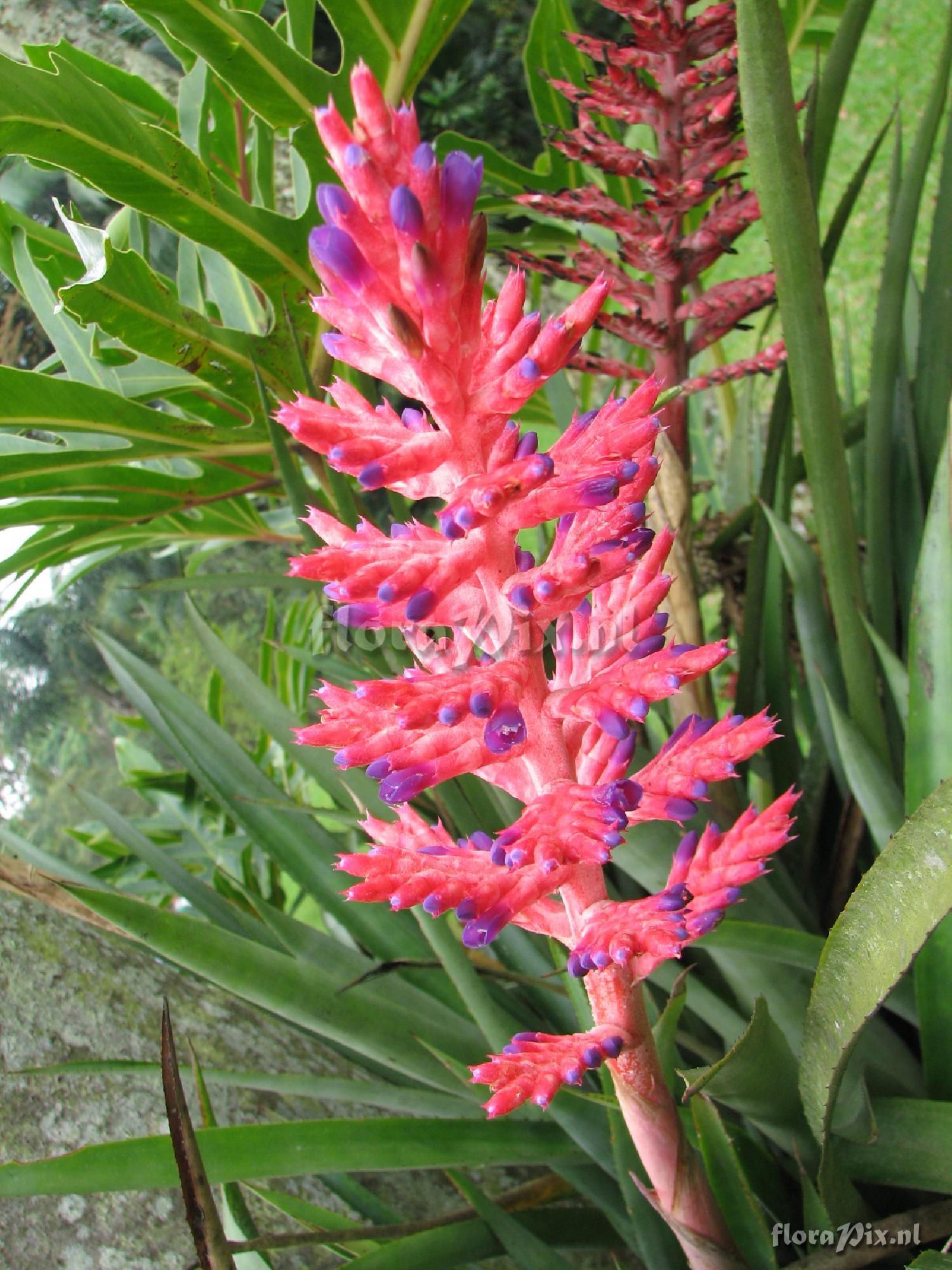 Aechmea disticantha