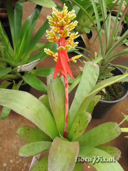 Aechmea hybrid