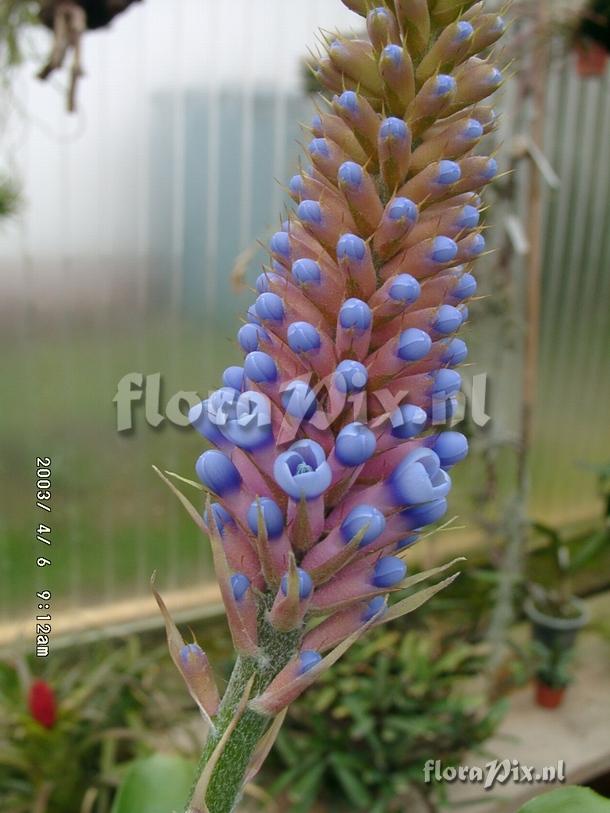 Aechmea cylindrata