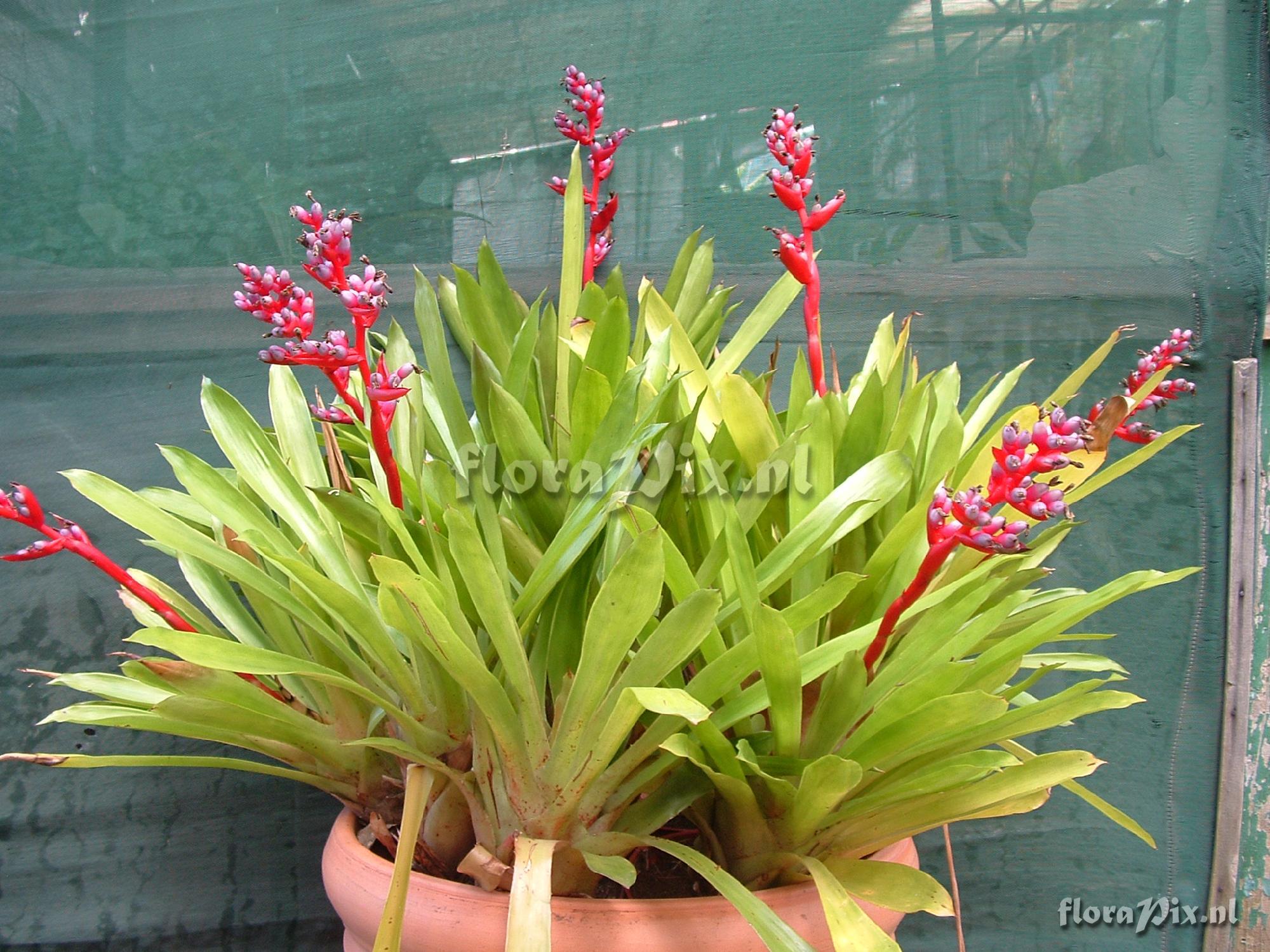 Aechmea weilbachii