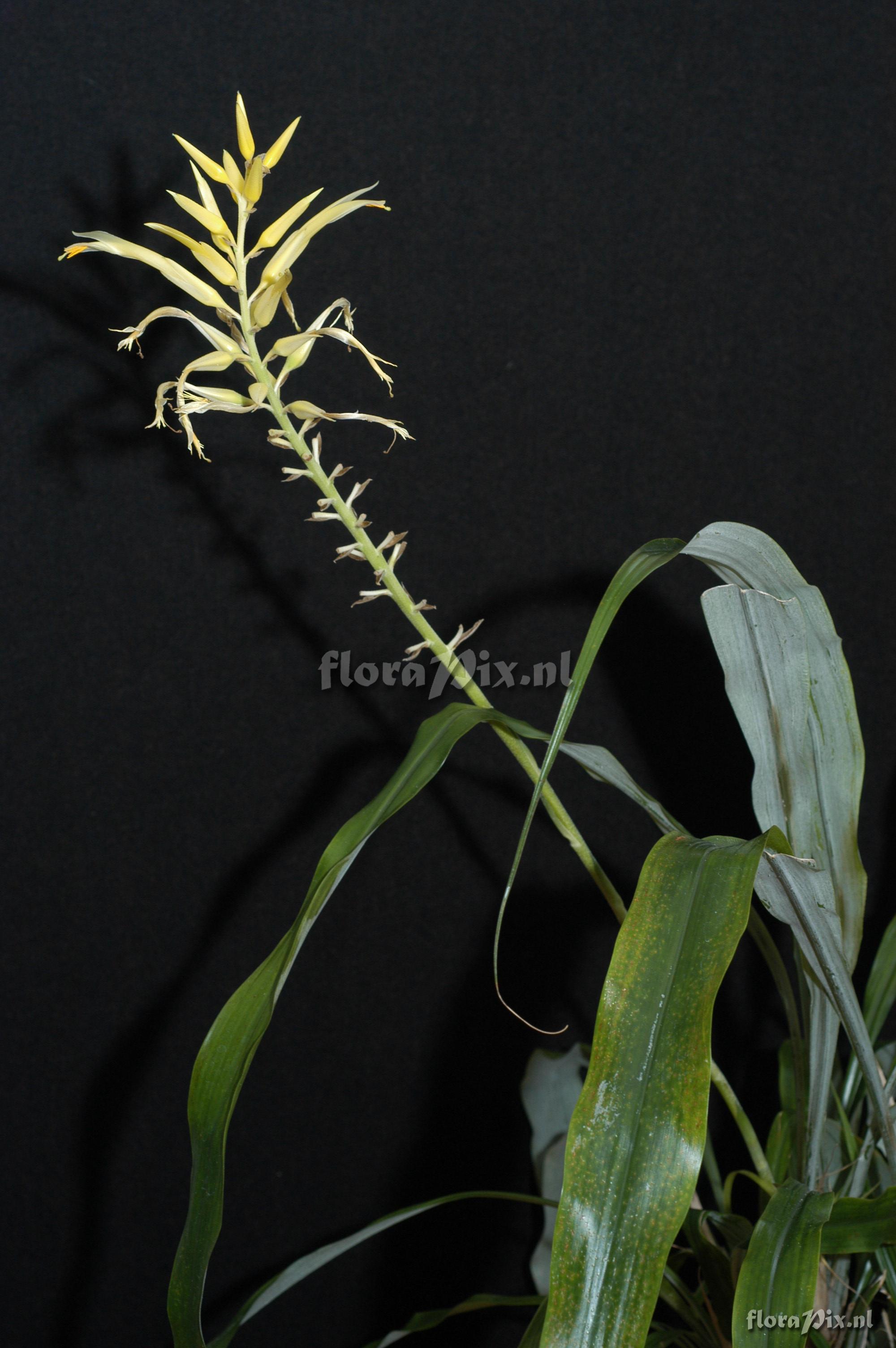 Pitcairnia elliptica