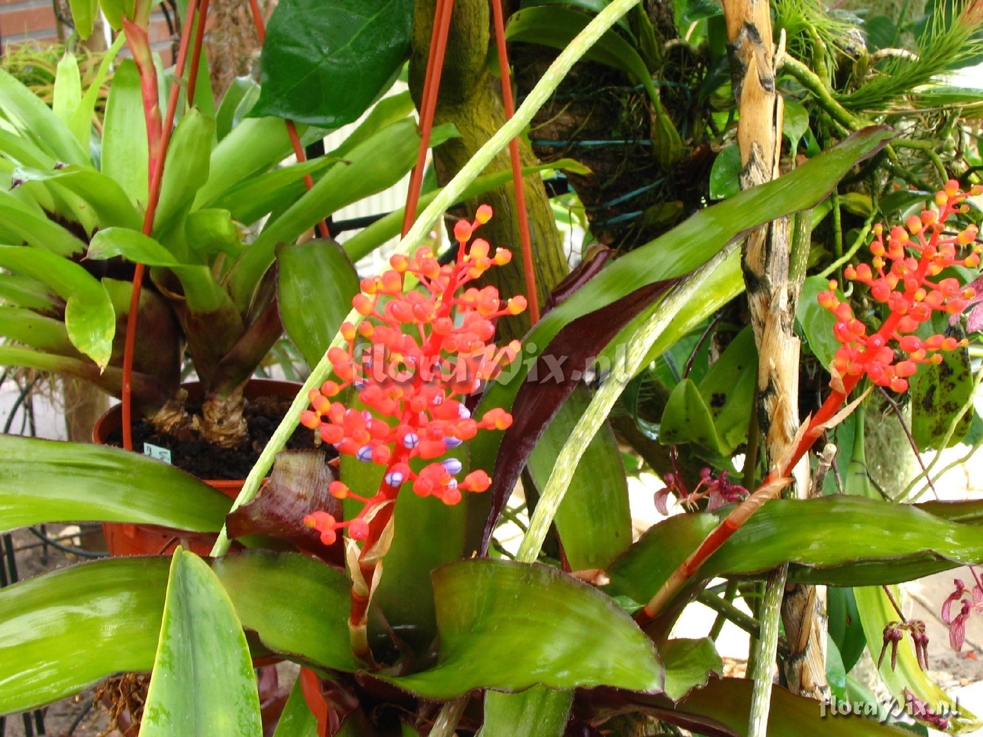 Aechmea miniata var. discolor