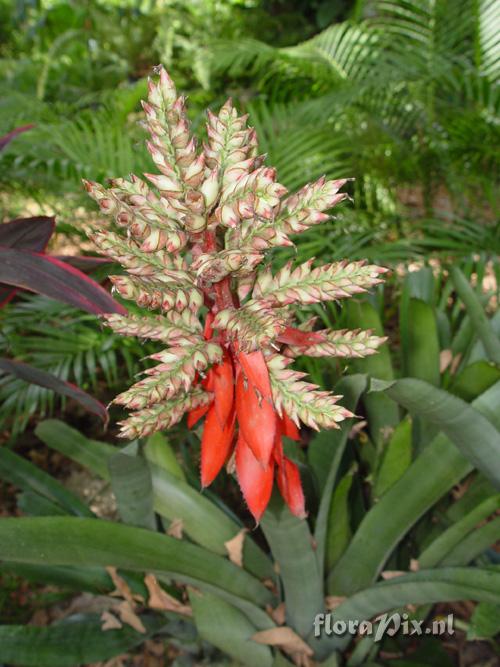 Aechmea tessmannii