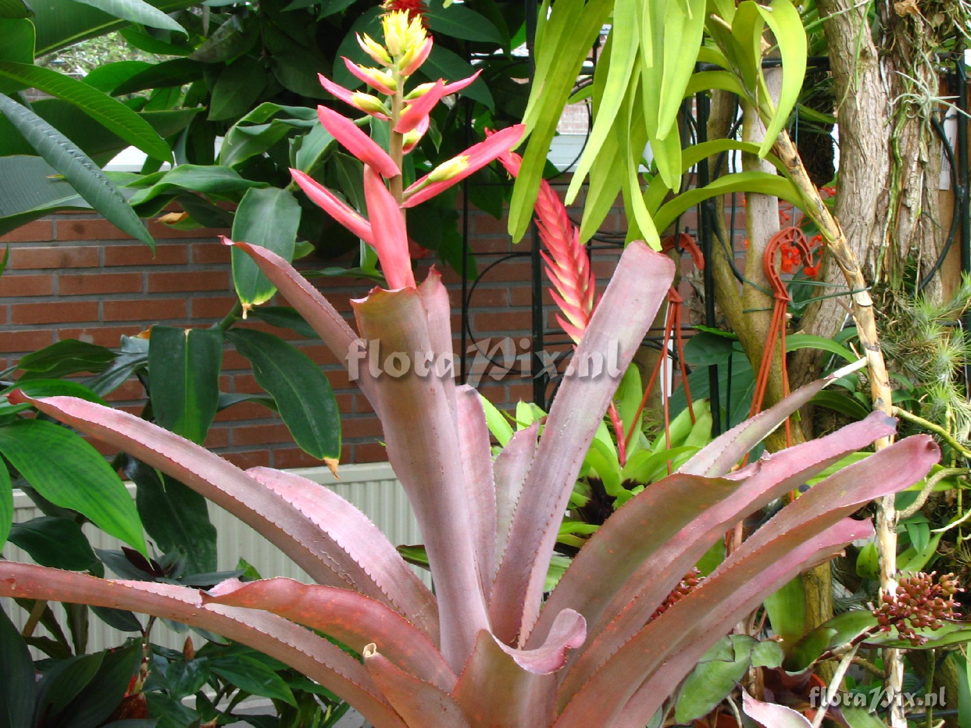 Aechmea aquilega