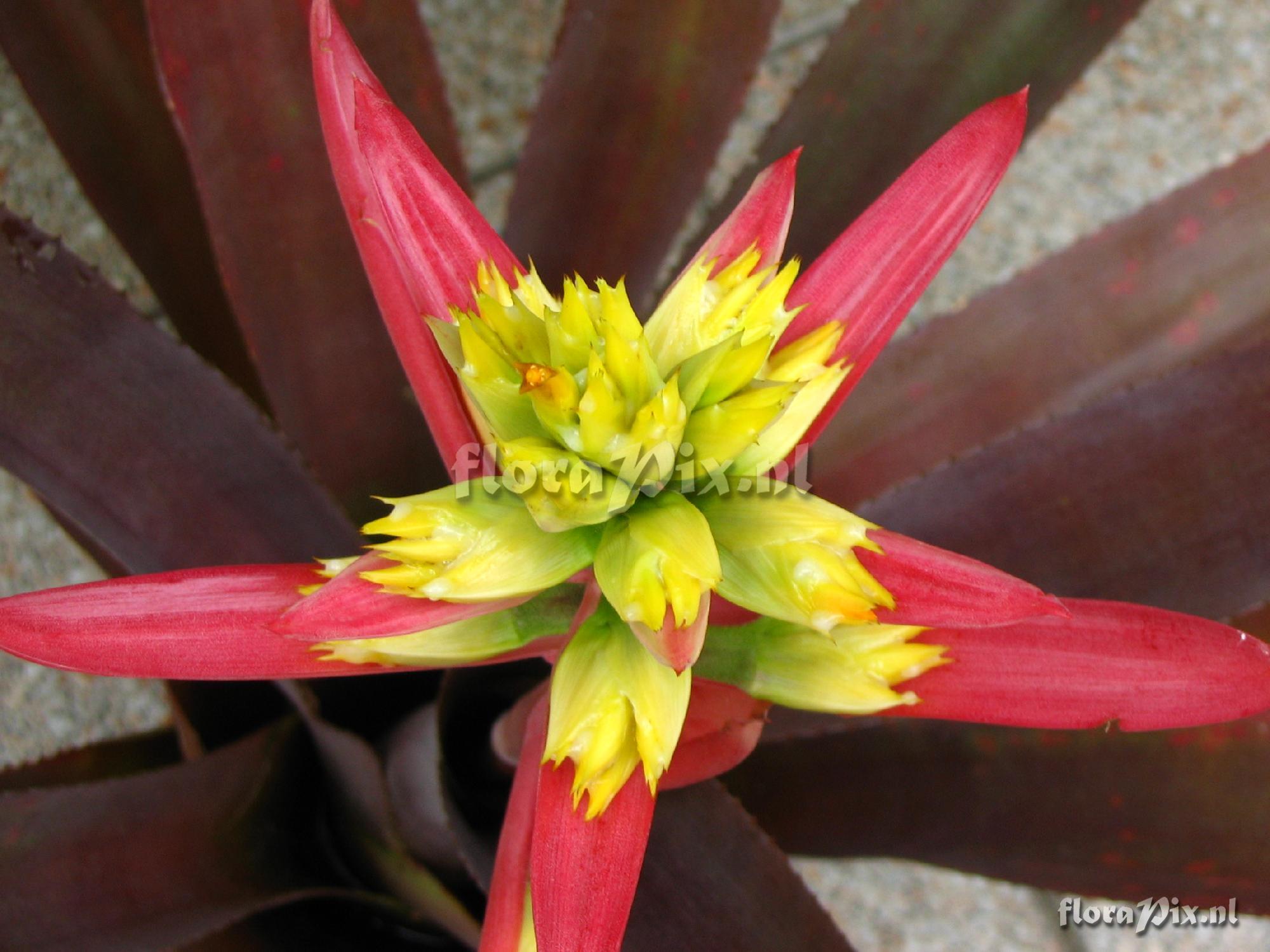 Aechmea aquilega