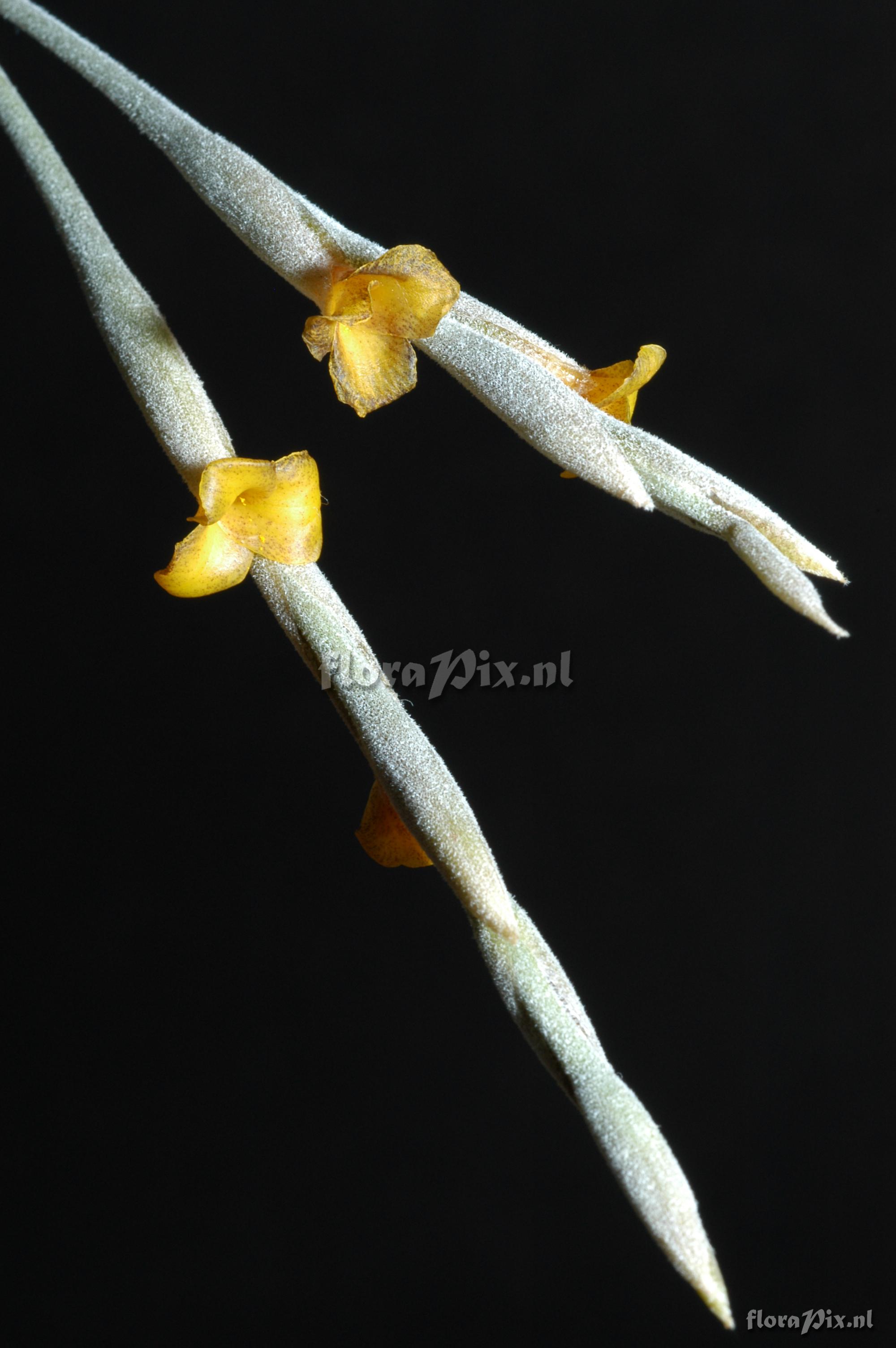 Tillandsia caliginosa