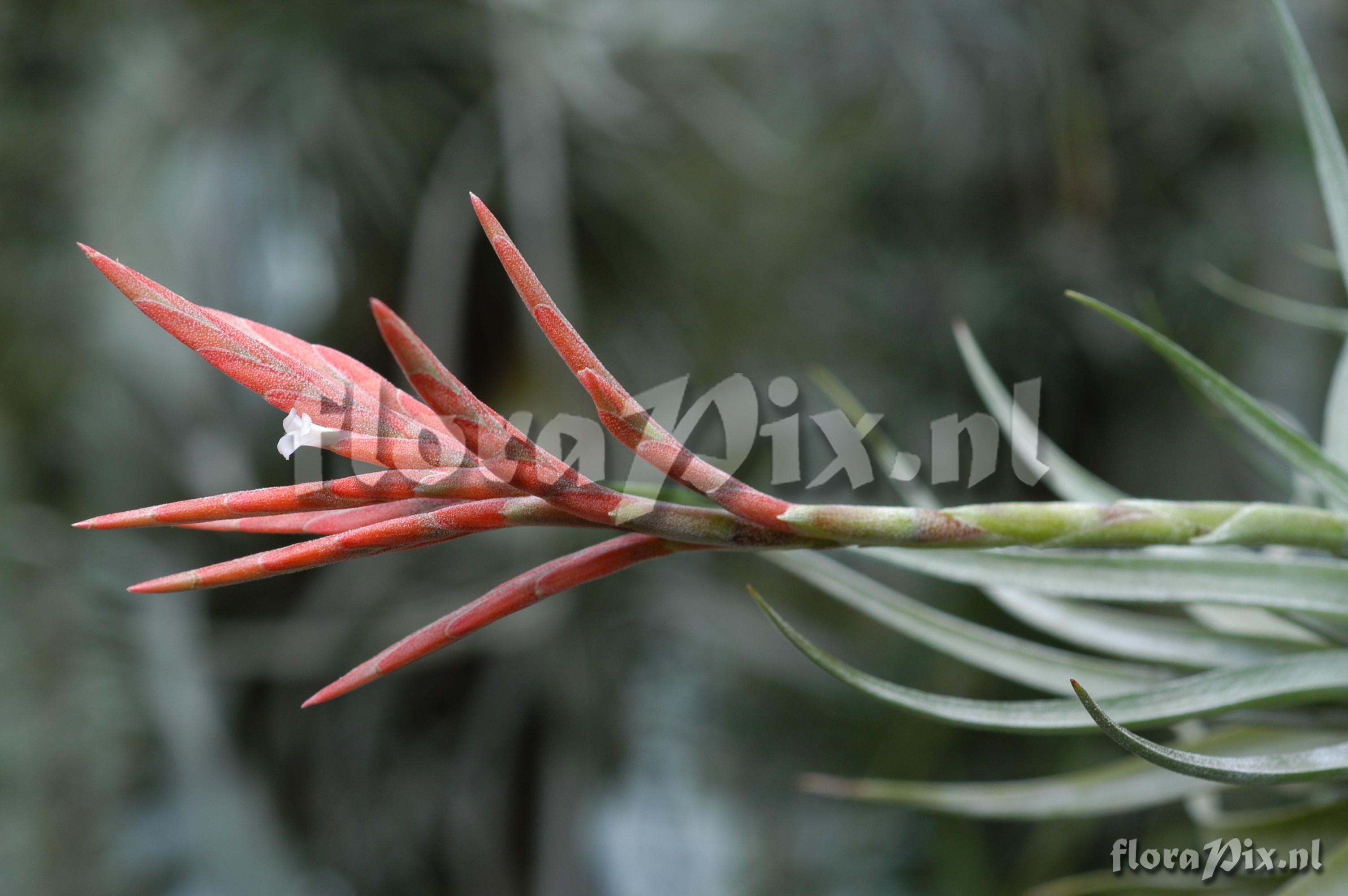Tillandsia didisticha