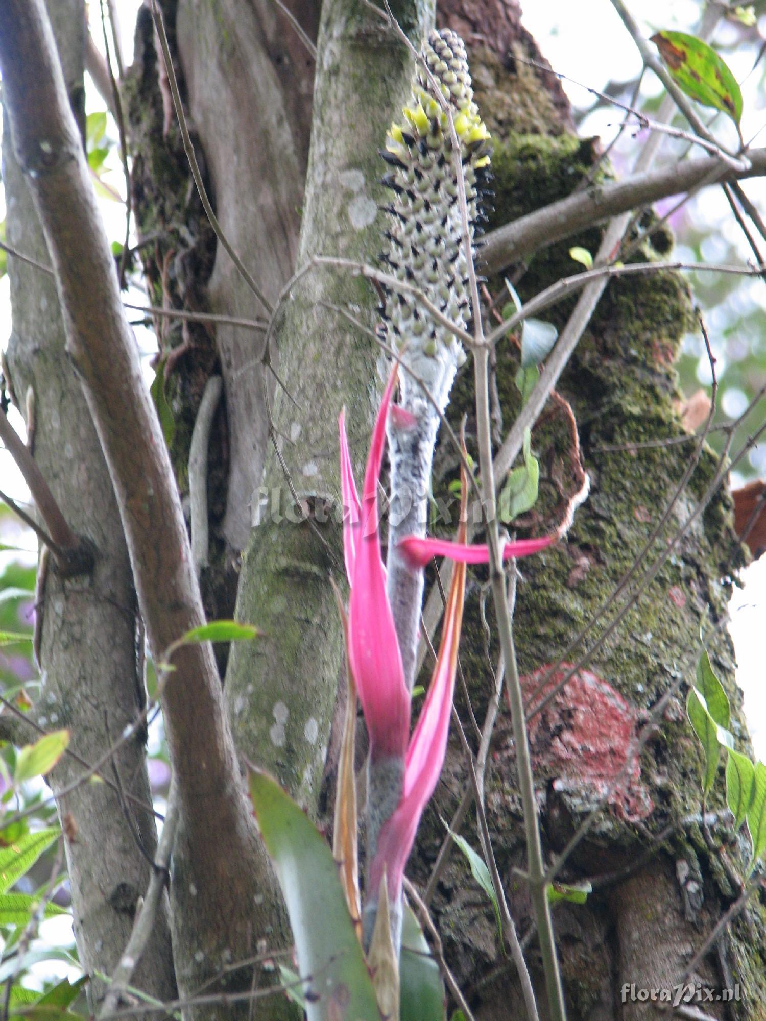 Aechmea brueggeri