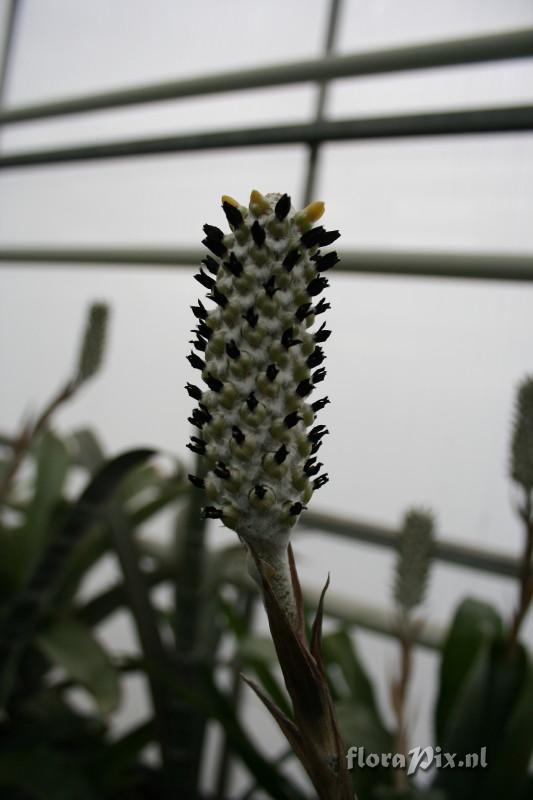 Aechmea bromeliifolia