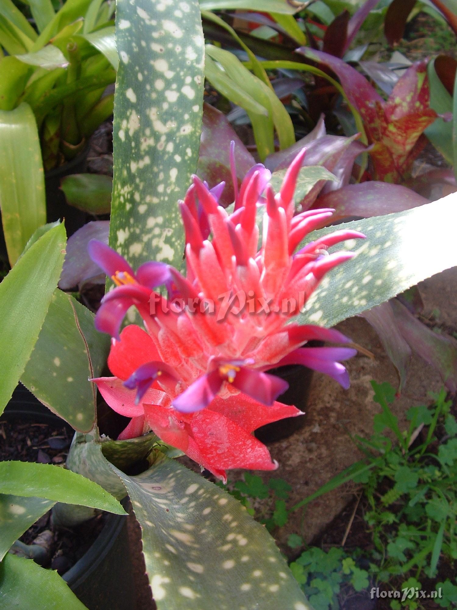 Billbergia Pyramidalis/chlorostricta "Fantasia"