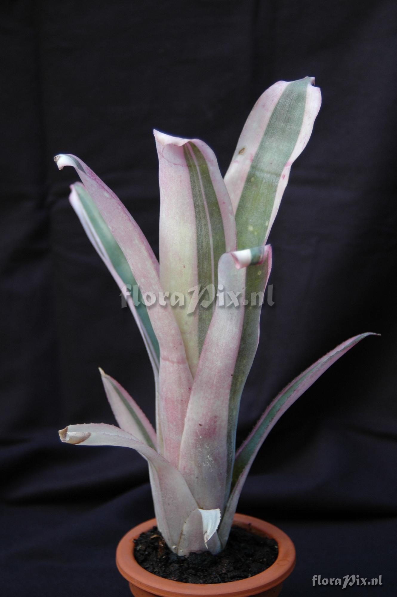 Billbergia 