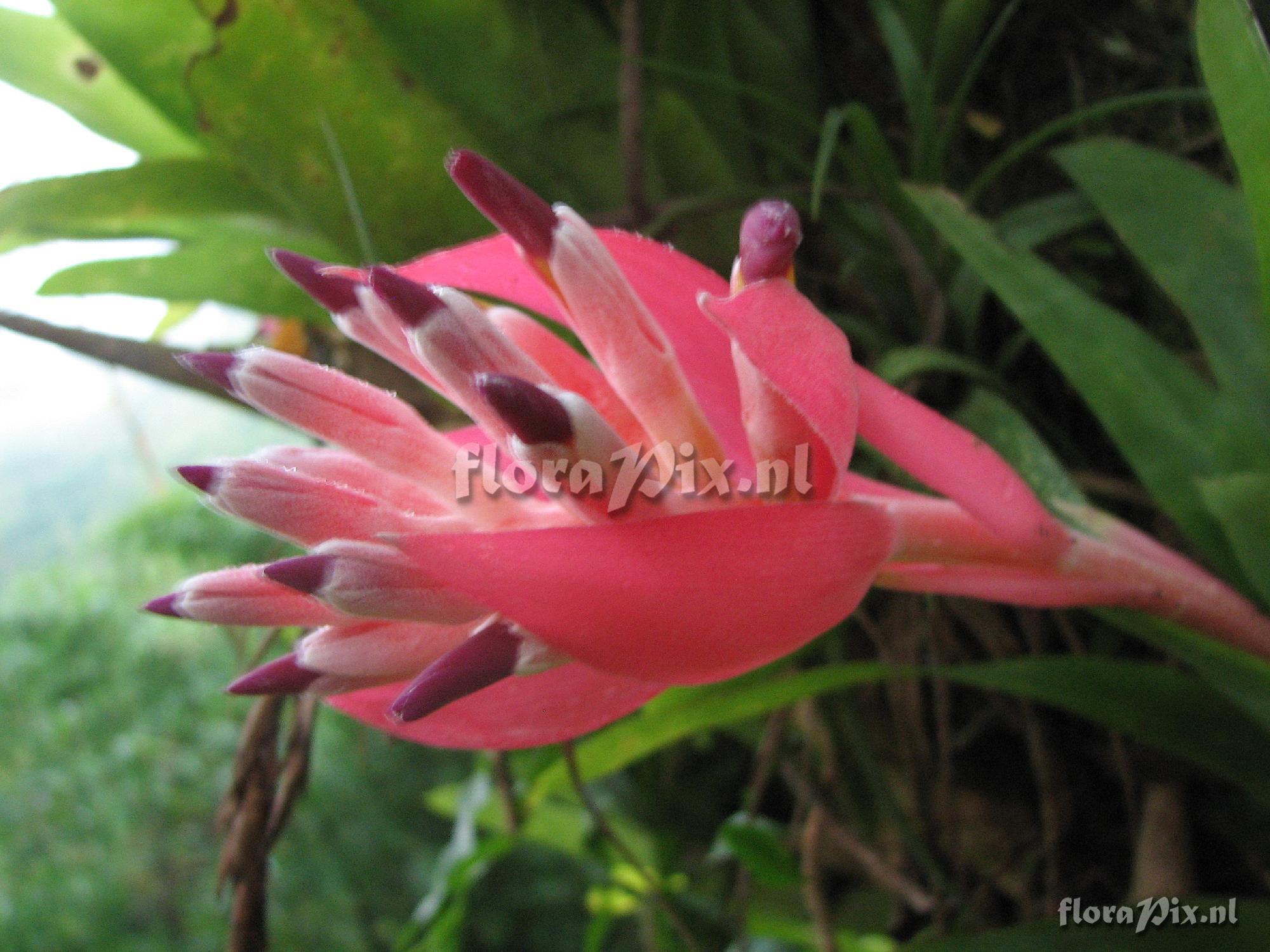 Billbergia pyramidalis