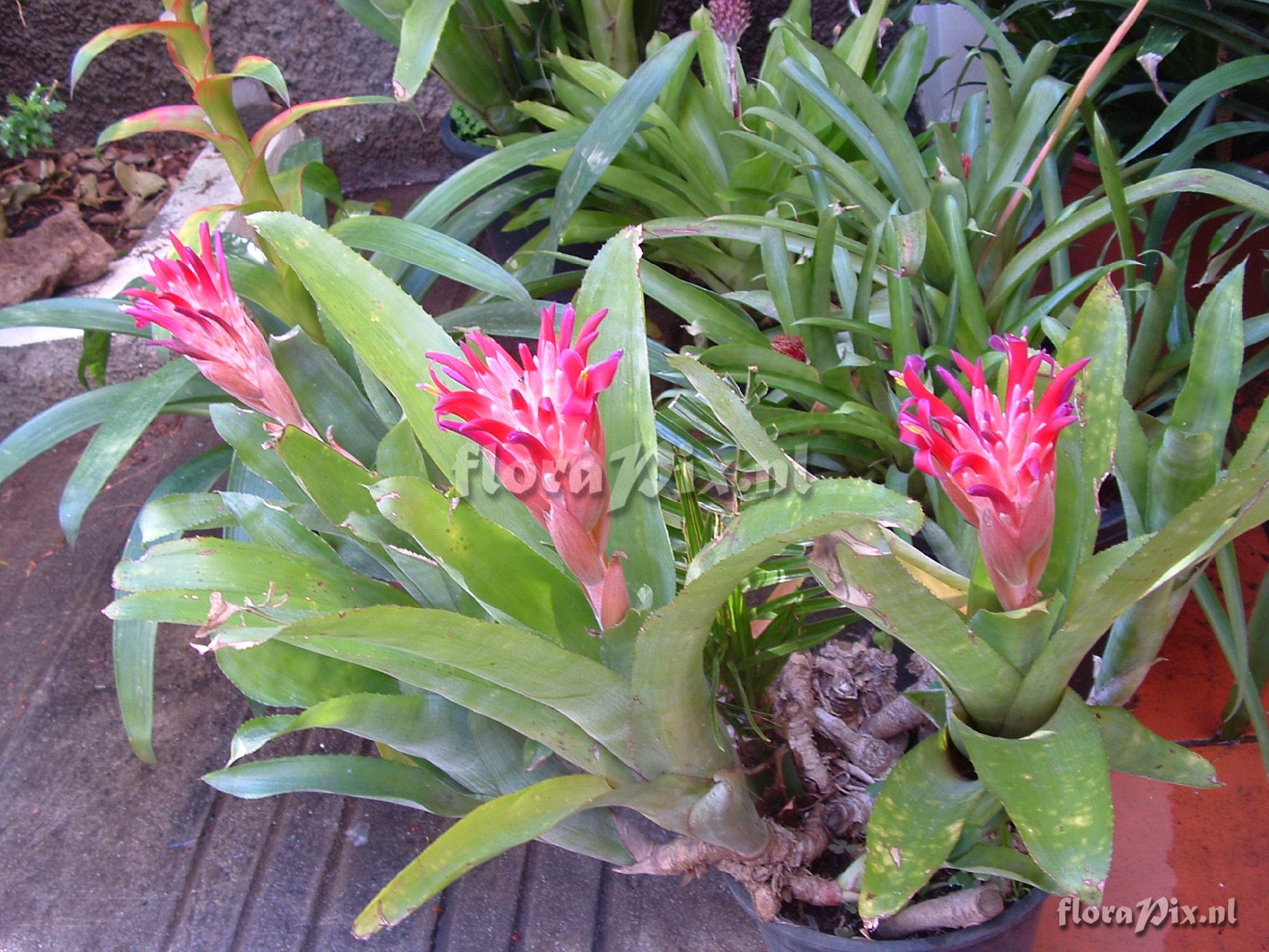 Billbergia pyramidalis var. pyramidalis