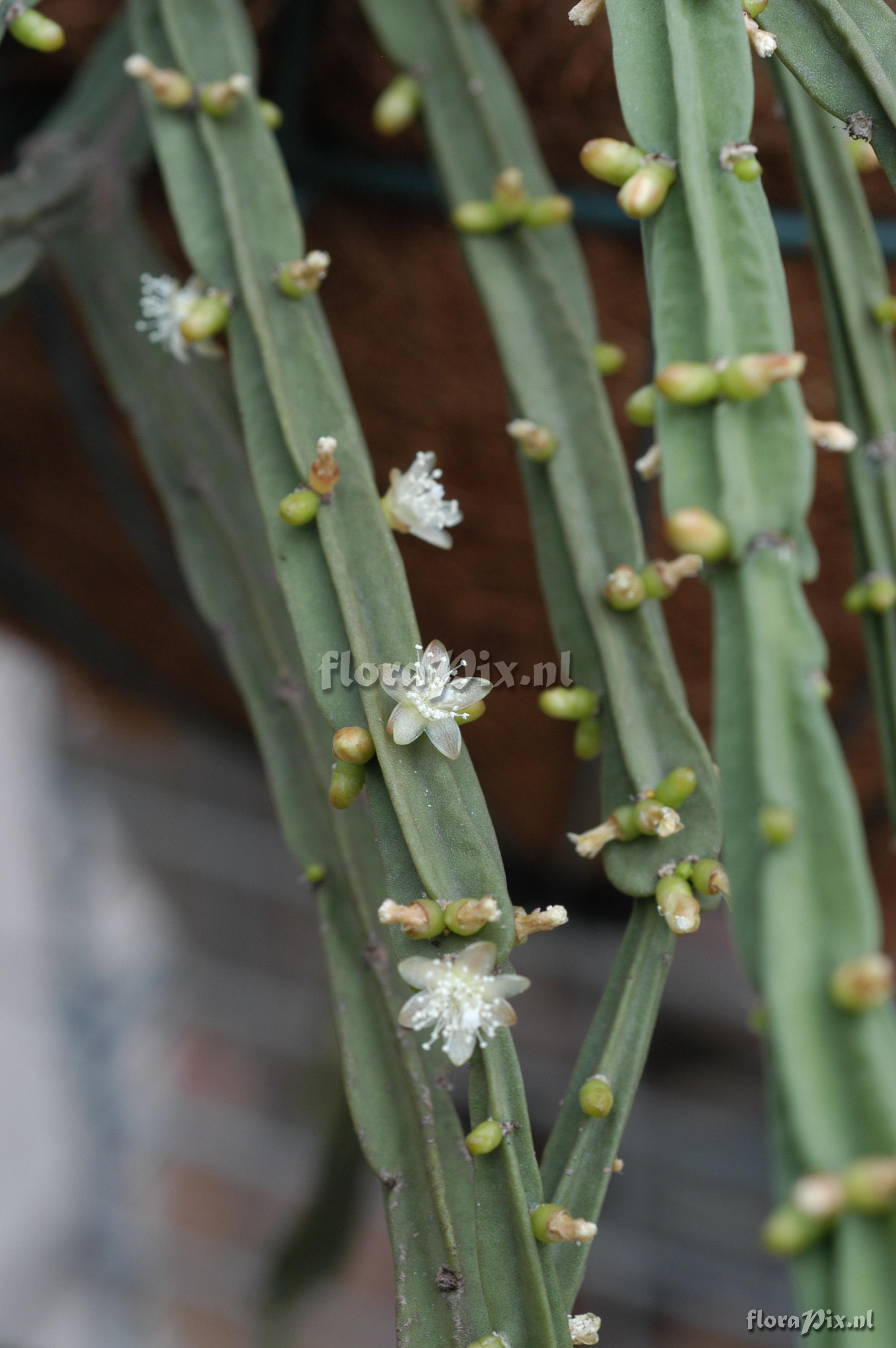 Rhipsalis pentaptera