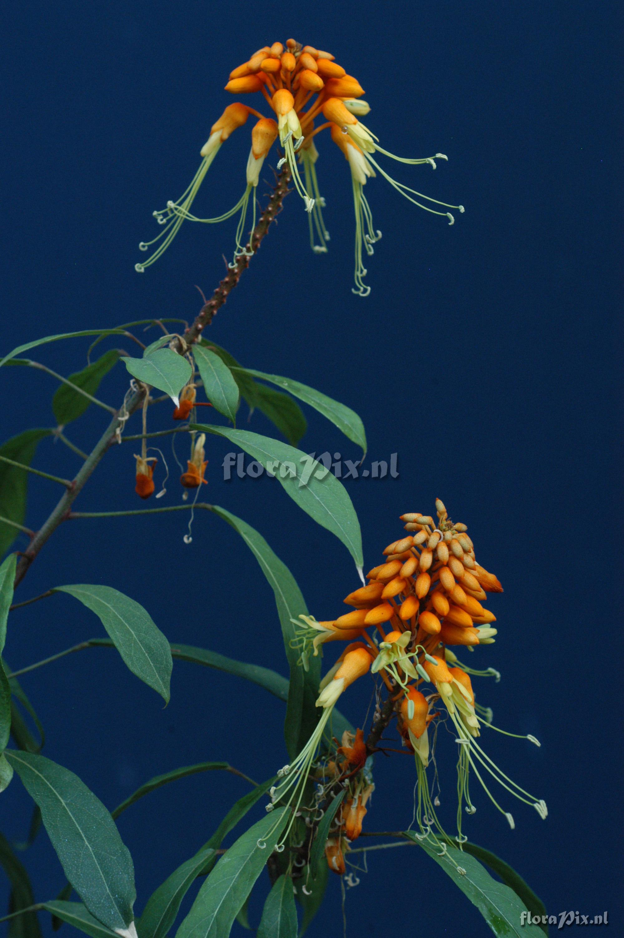 Steriphoma cinnabarinum