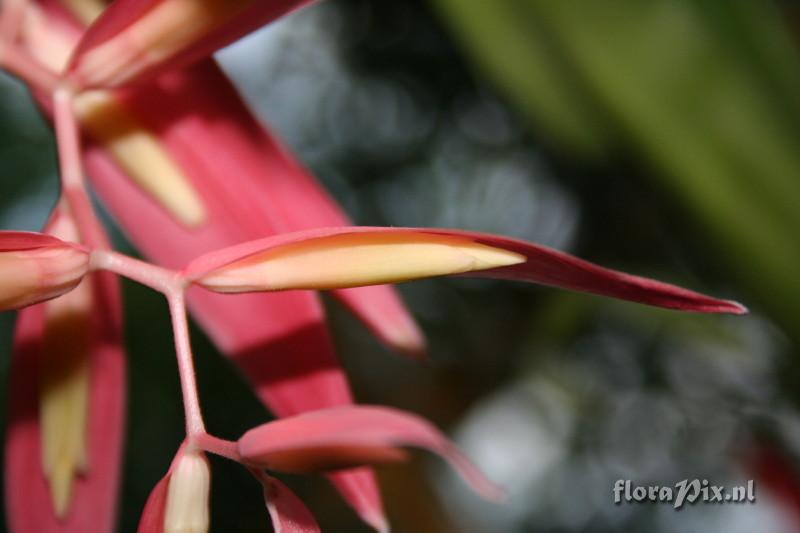 Billbergia iridifolia