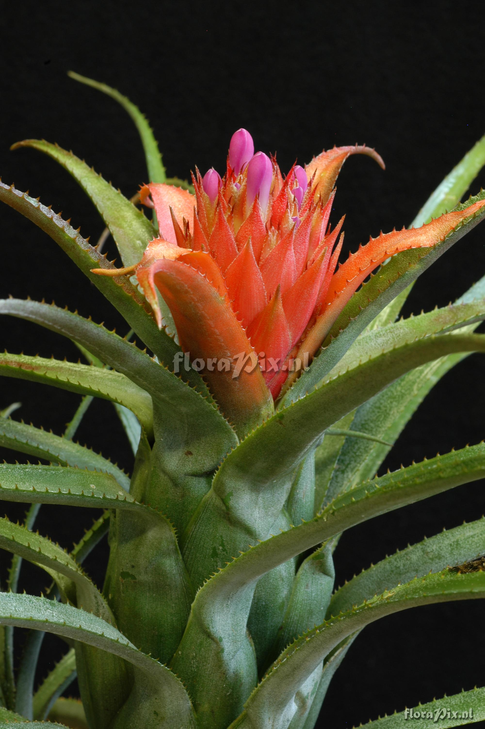 Aechmea recurvata var. ortgiesii
