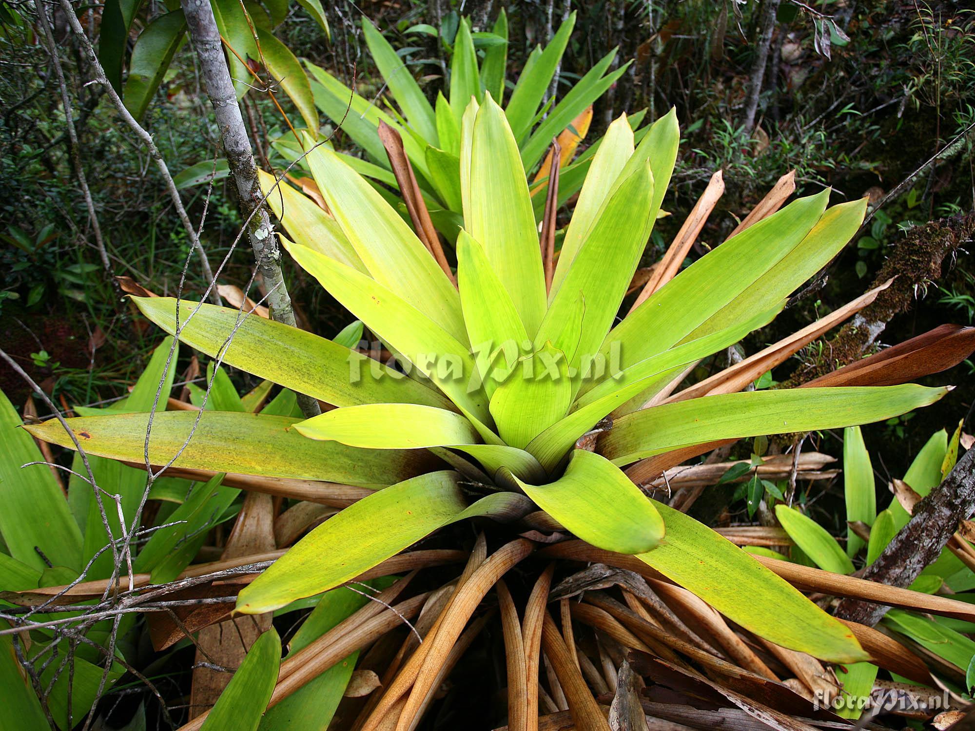 Brocchinia tatei