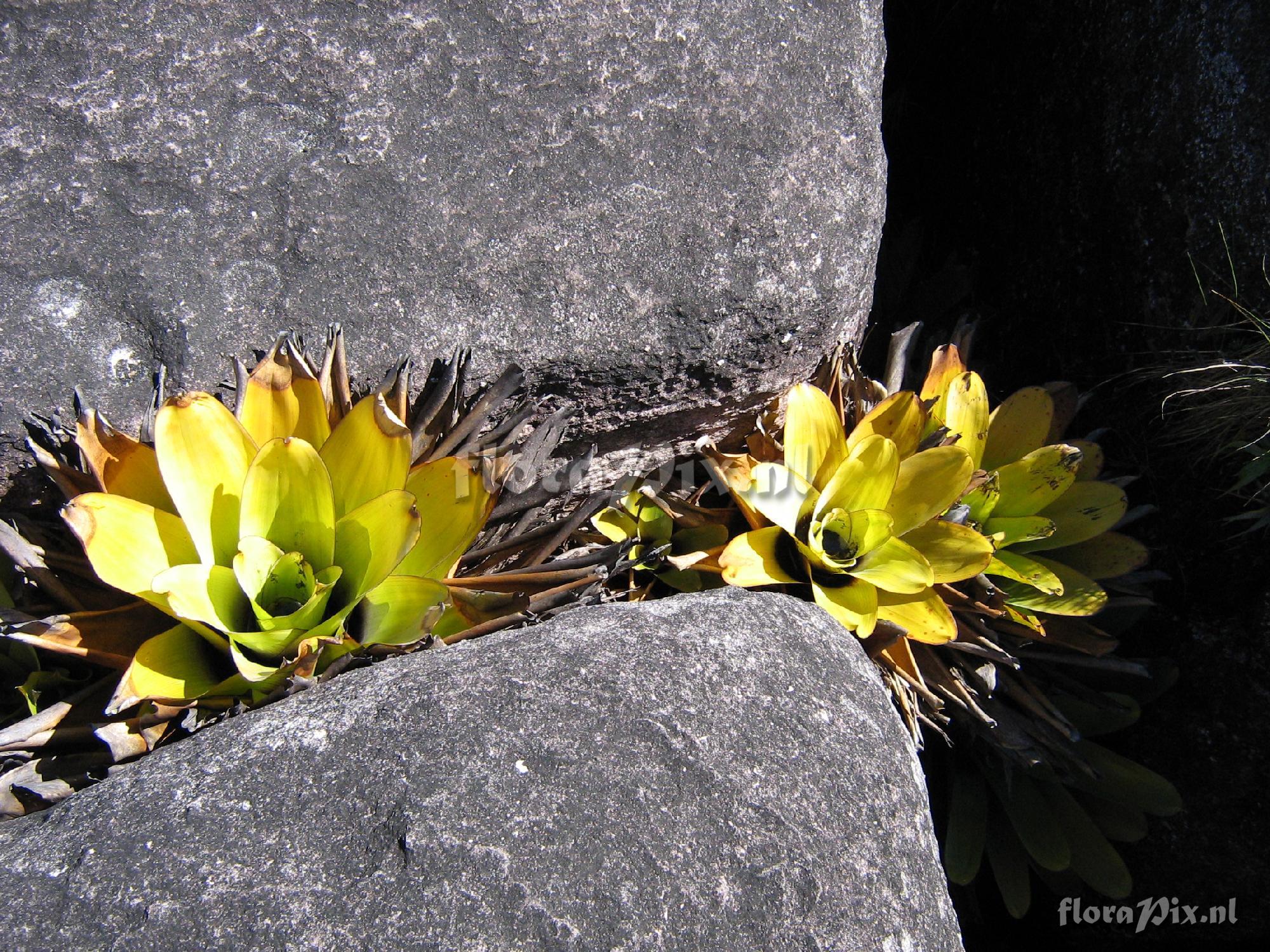 Brocchinia tatei