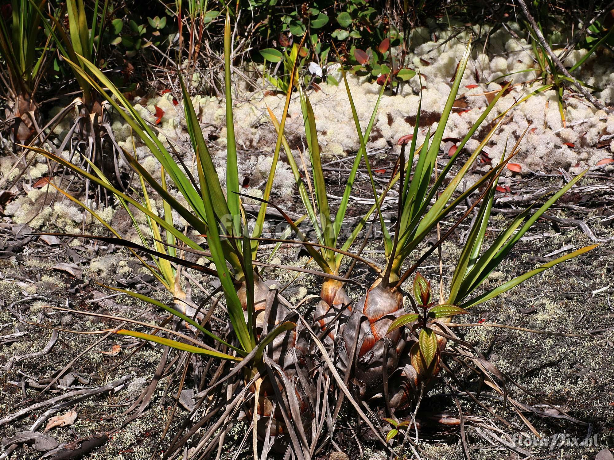 Brocchinia acuminata