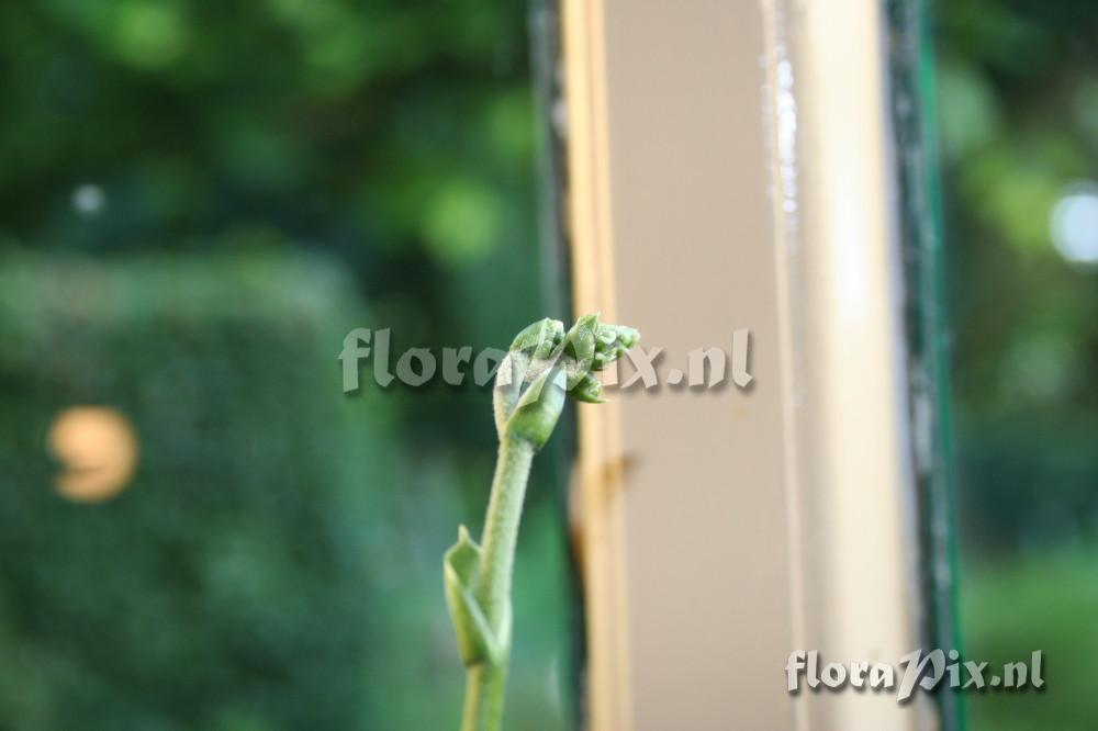 Brocchinia hechtioides