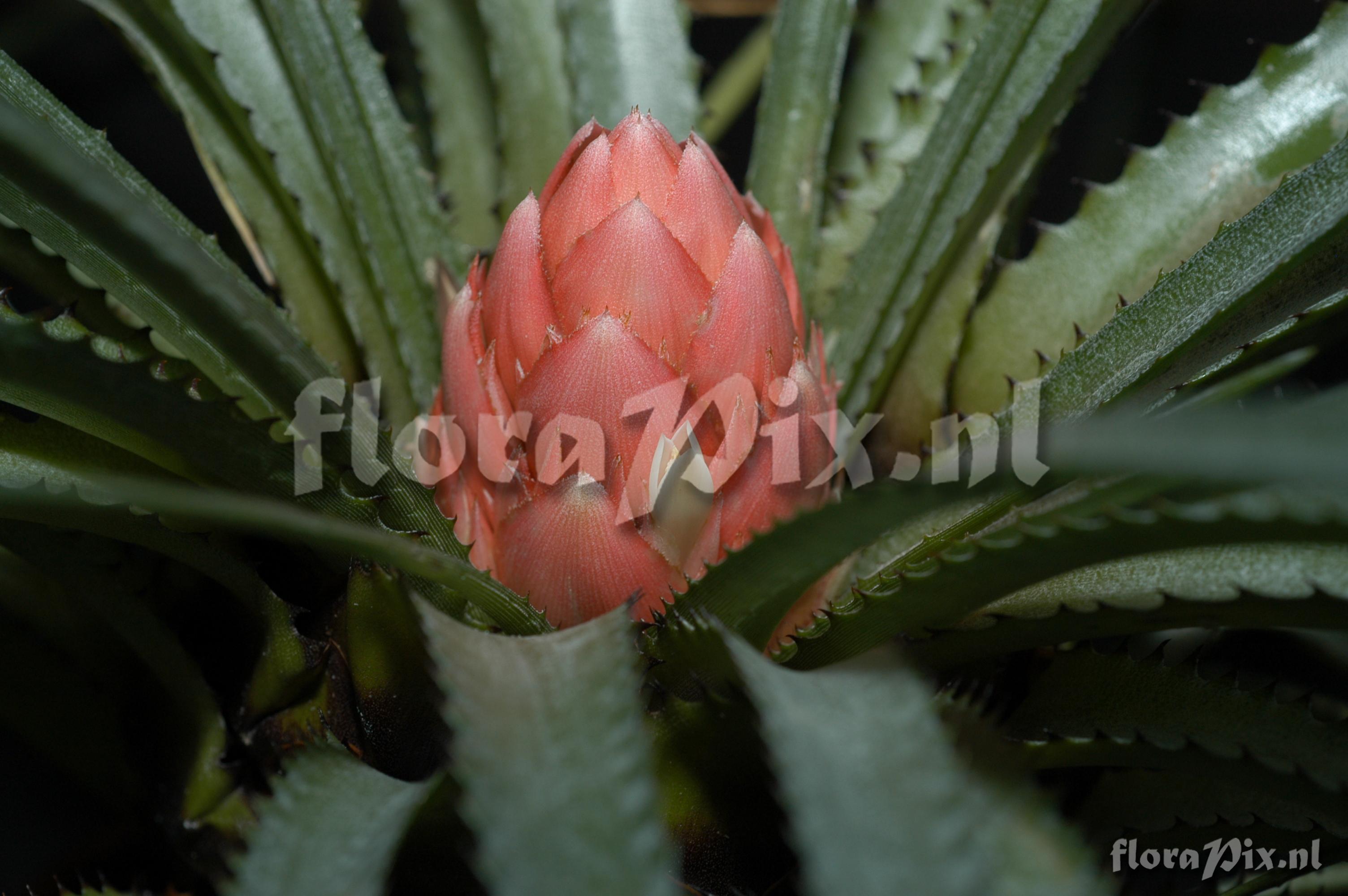 Streptocalyx longifolius