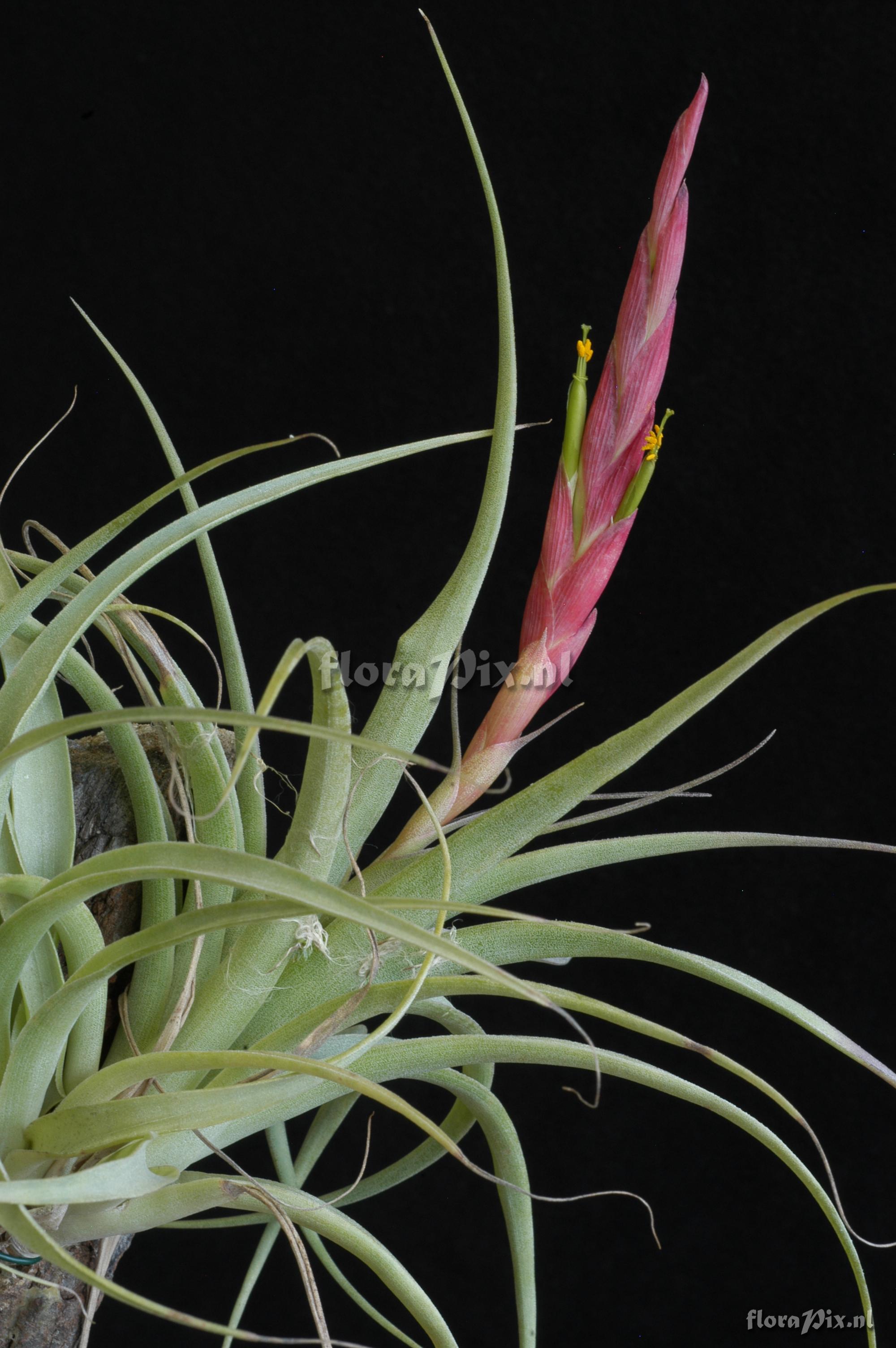 Tillandsia achyrostachys var. achyrostachys