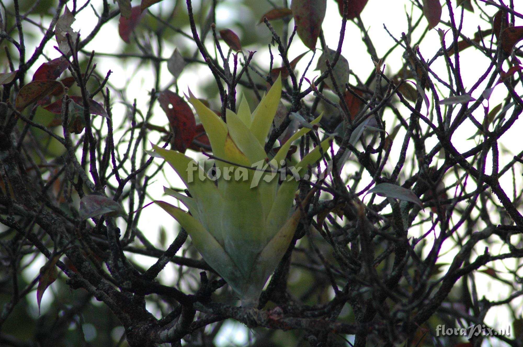 Catopsis berteroniana