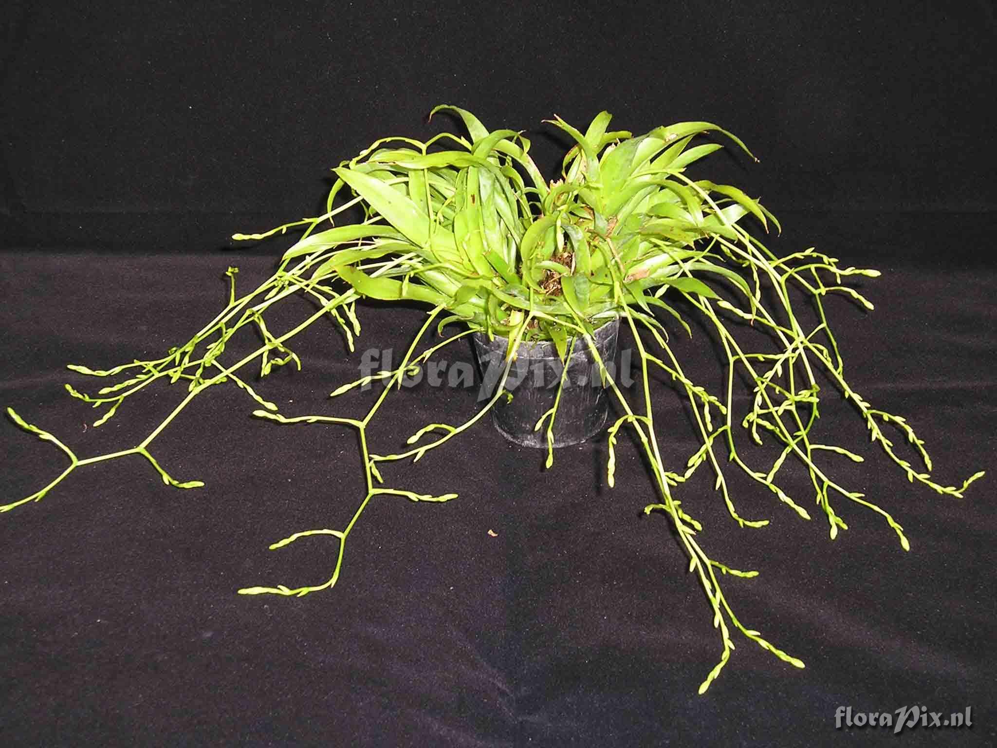 Catopsis micrantha
