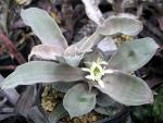 Cryptanthus argyrophyllus