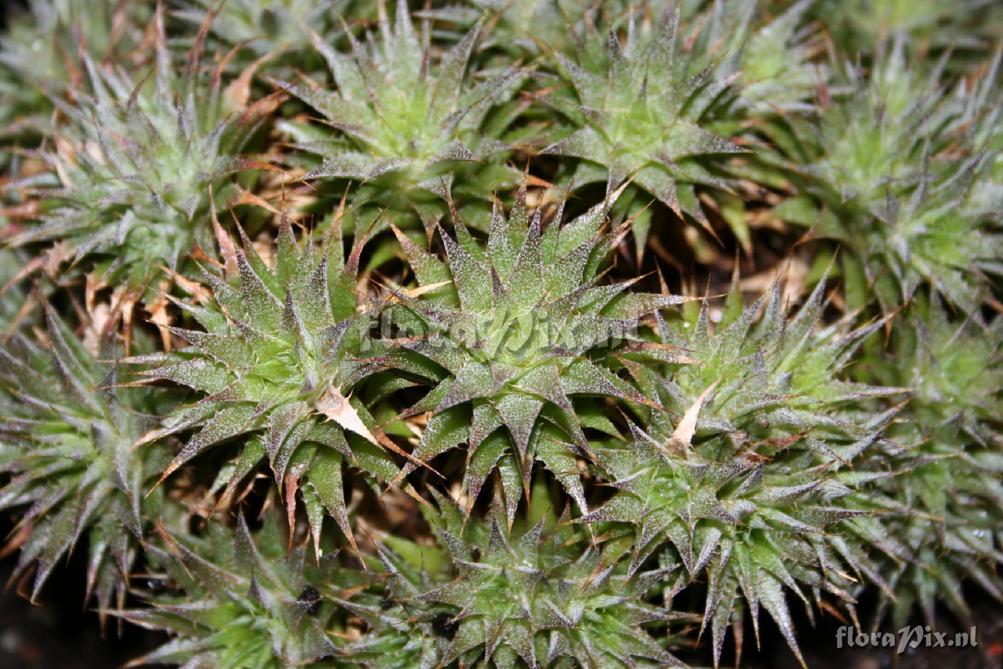 Deuterocohnia brevifolia