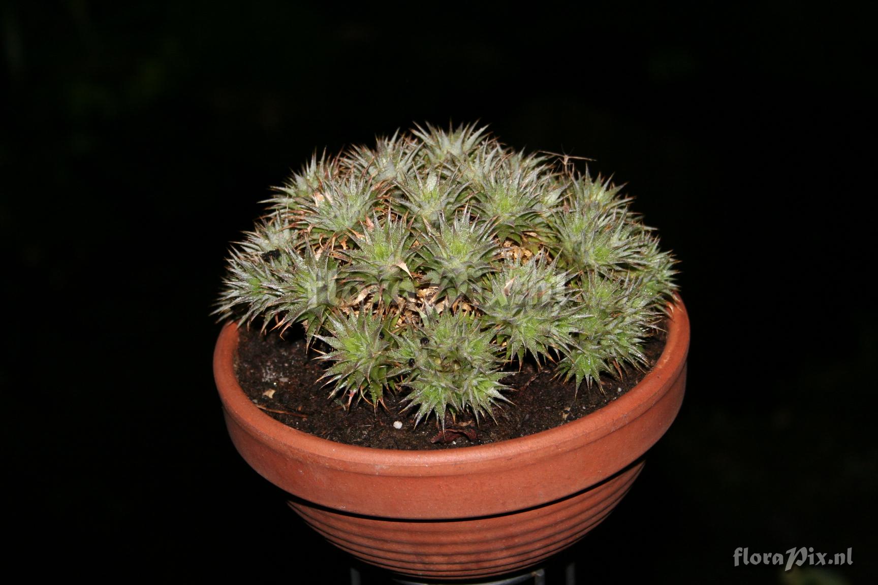 Deuterocohnia brevifolia