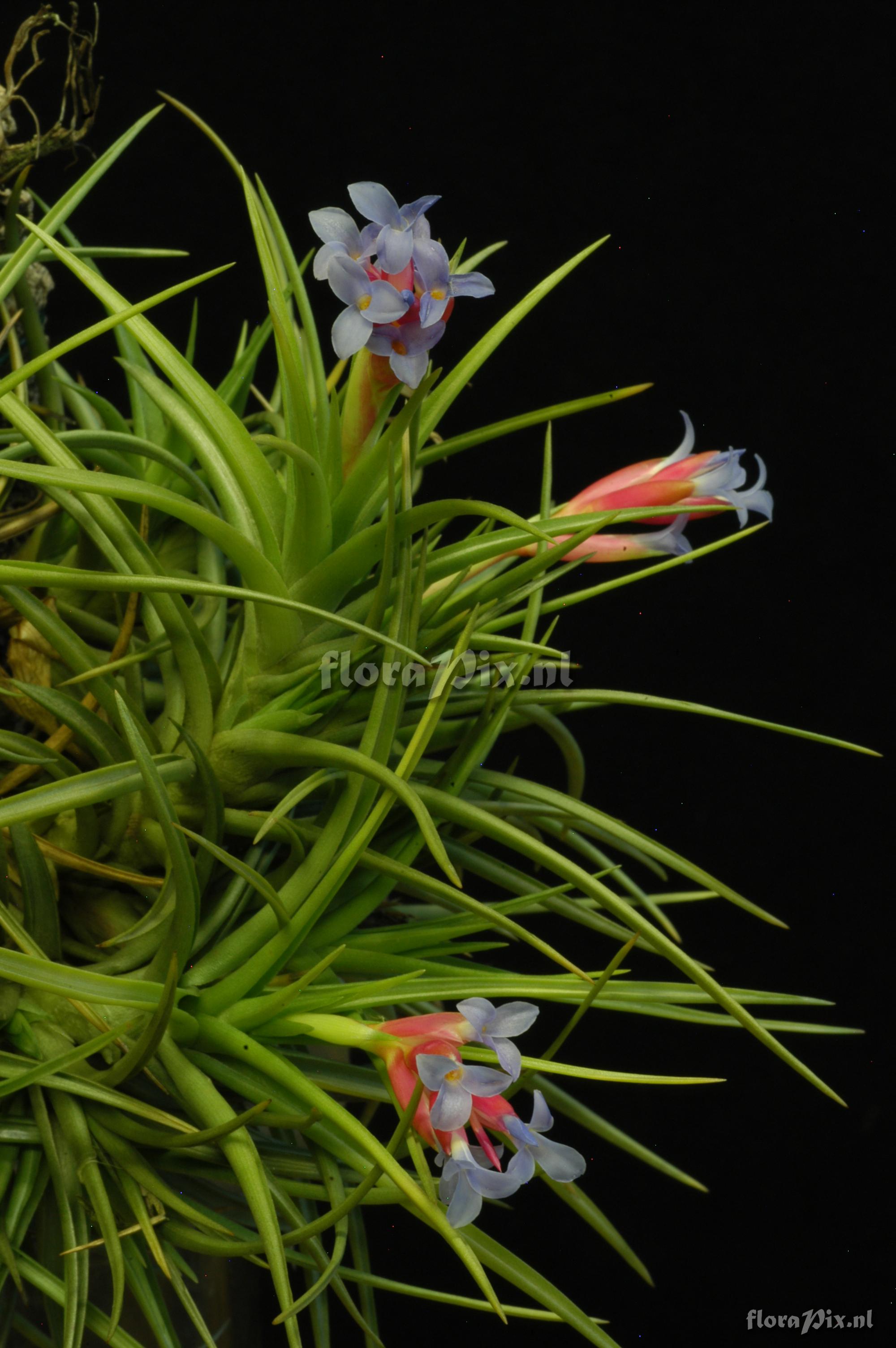 Tillandsia tenuifolia var. tenuifolia