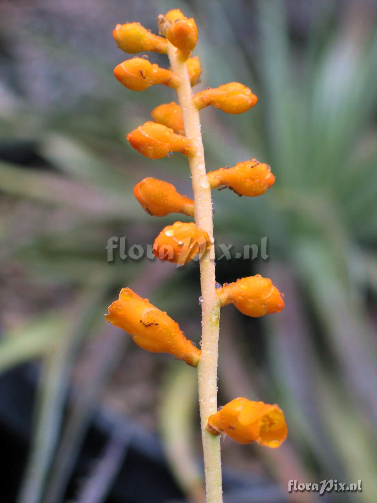 Dyckia macedoi