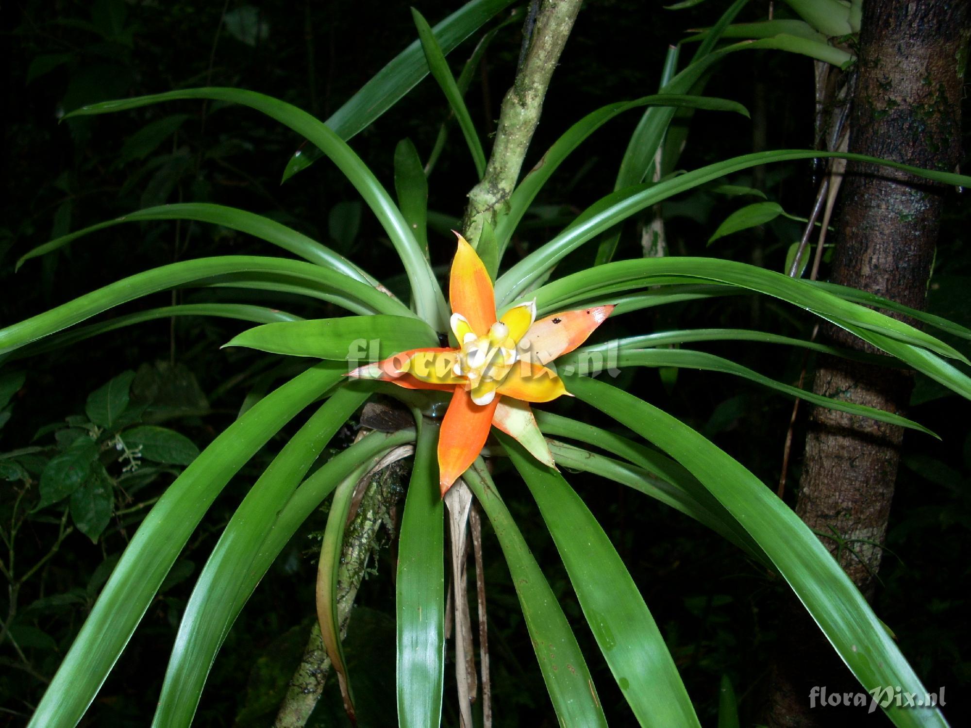 Guzmania lingulata