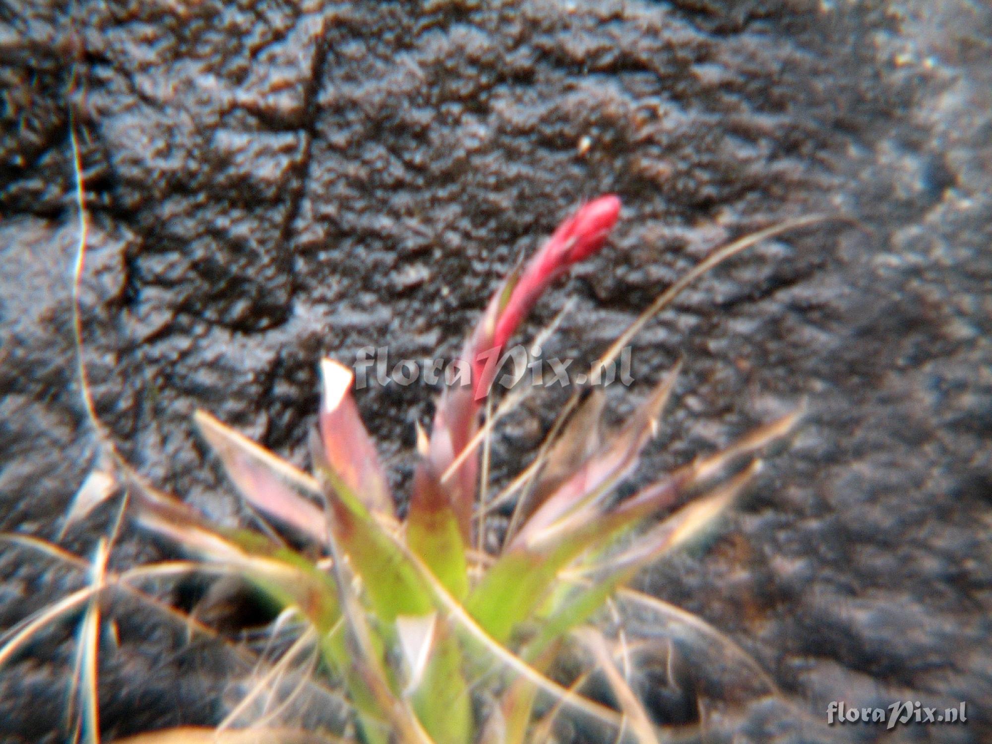 Tillandsia ionochroma