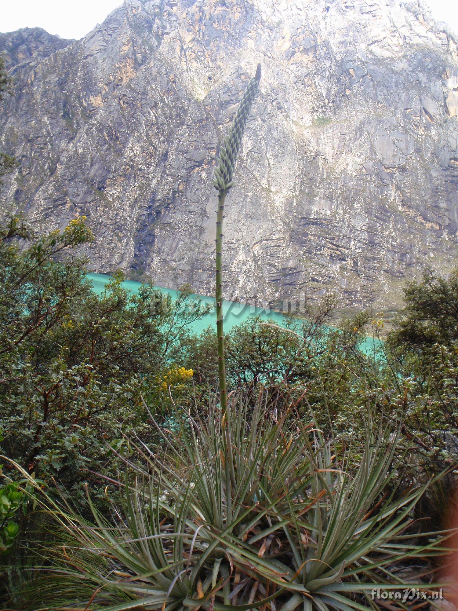 Puya angusta