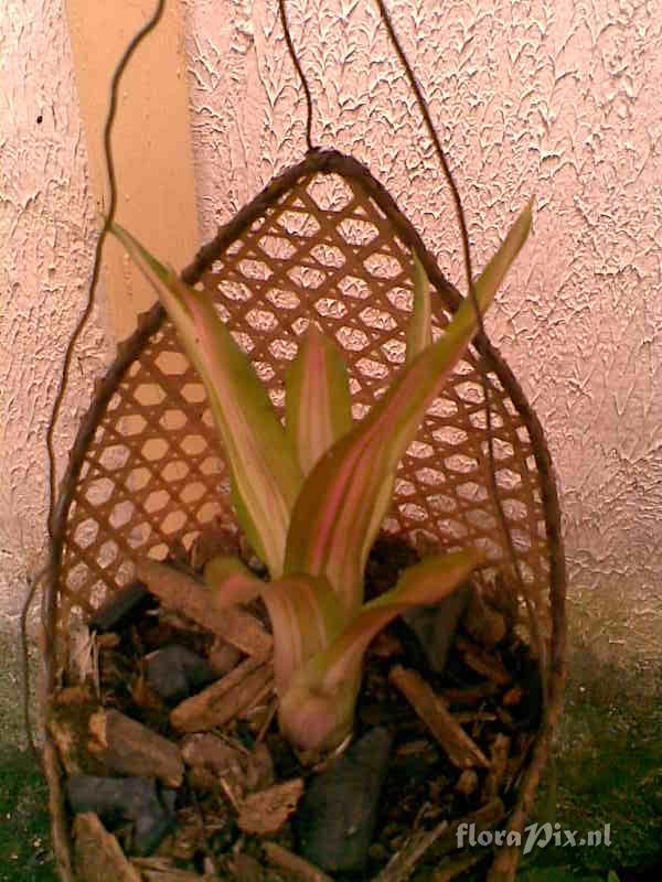 Neoregelia 