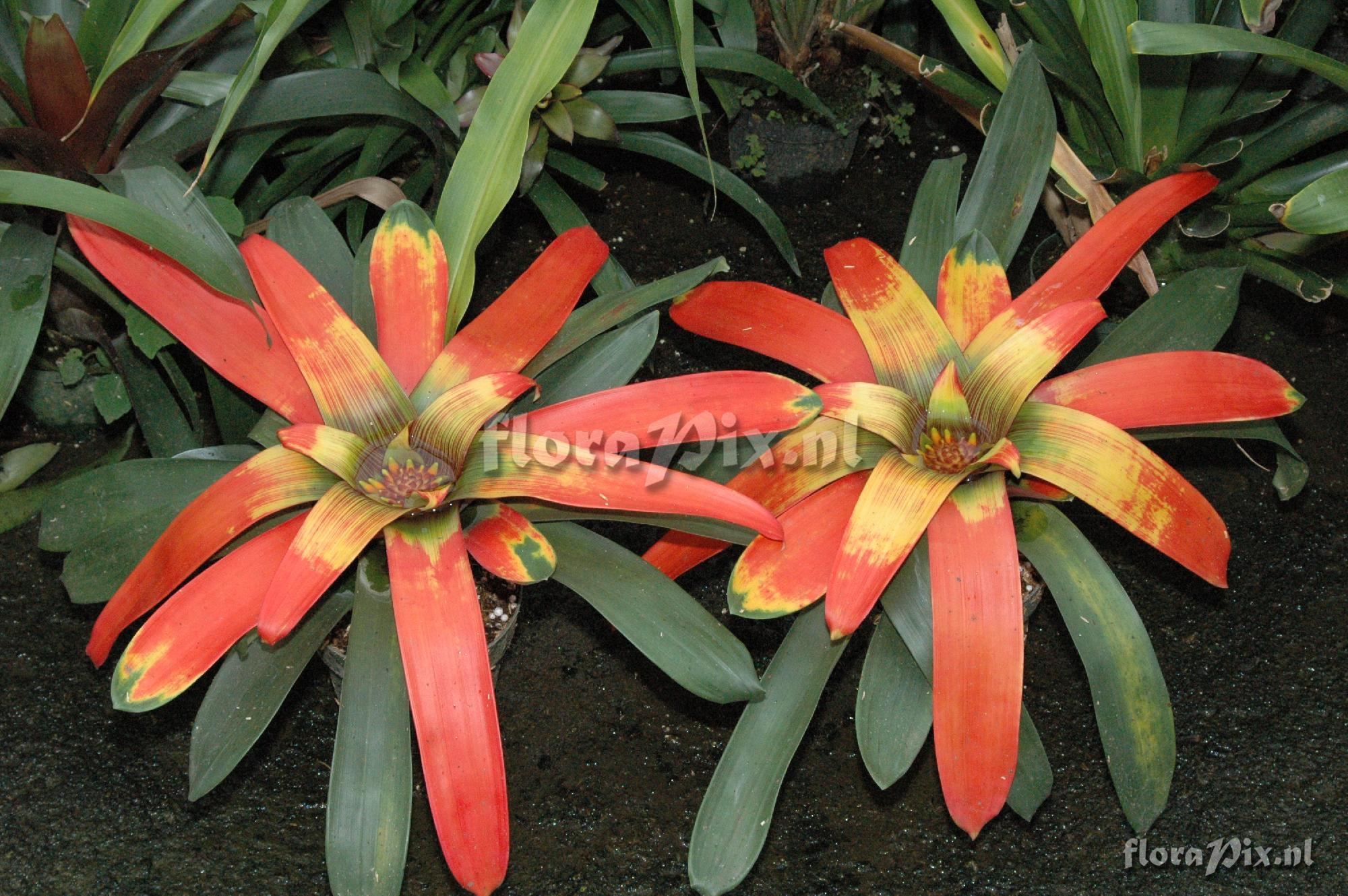 Guzmania sanguinea