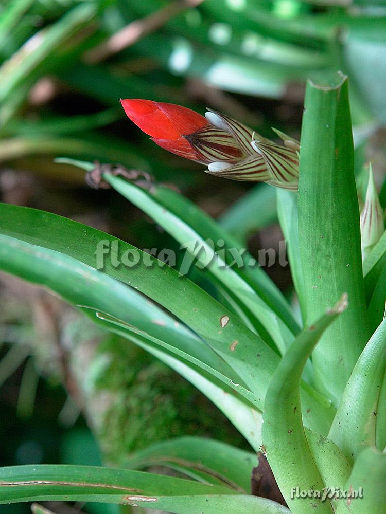 Guzmania monostachia