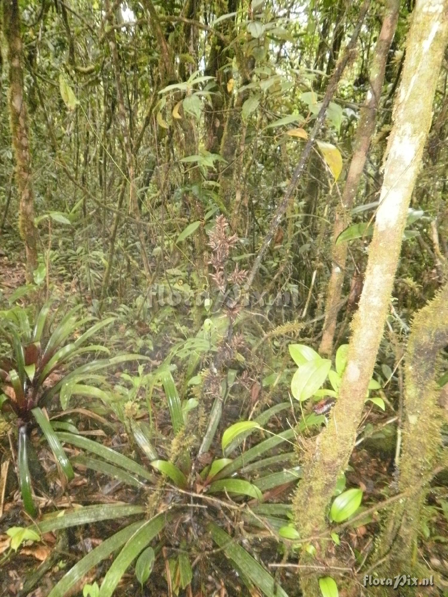 Guzmania sp