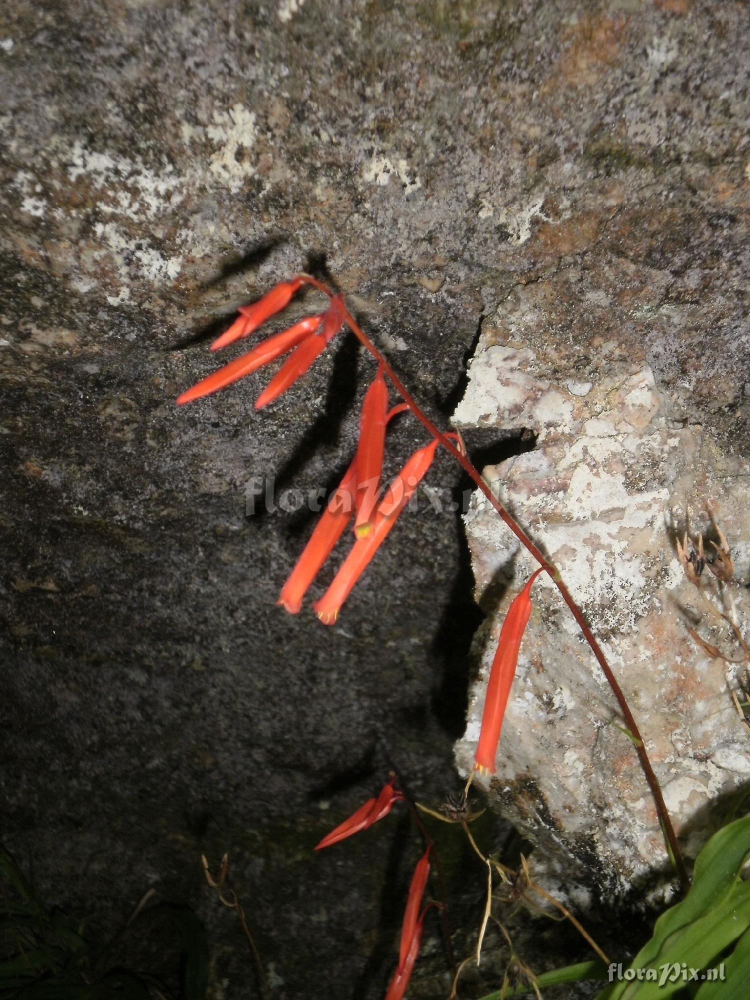 Pitcairnia condorensis